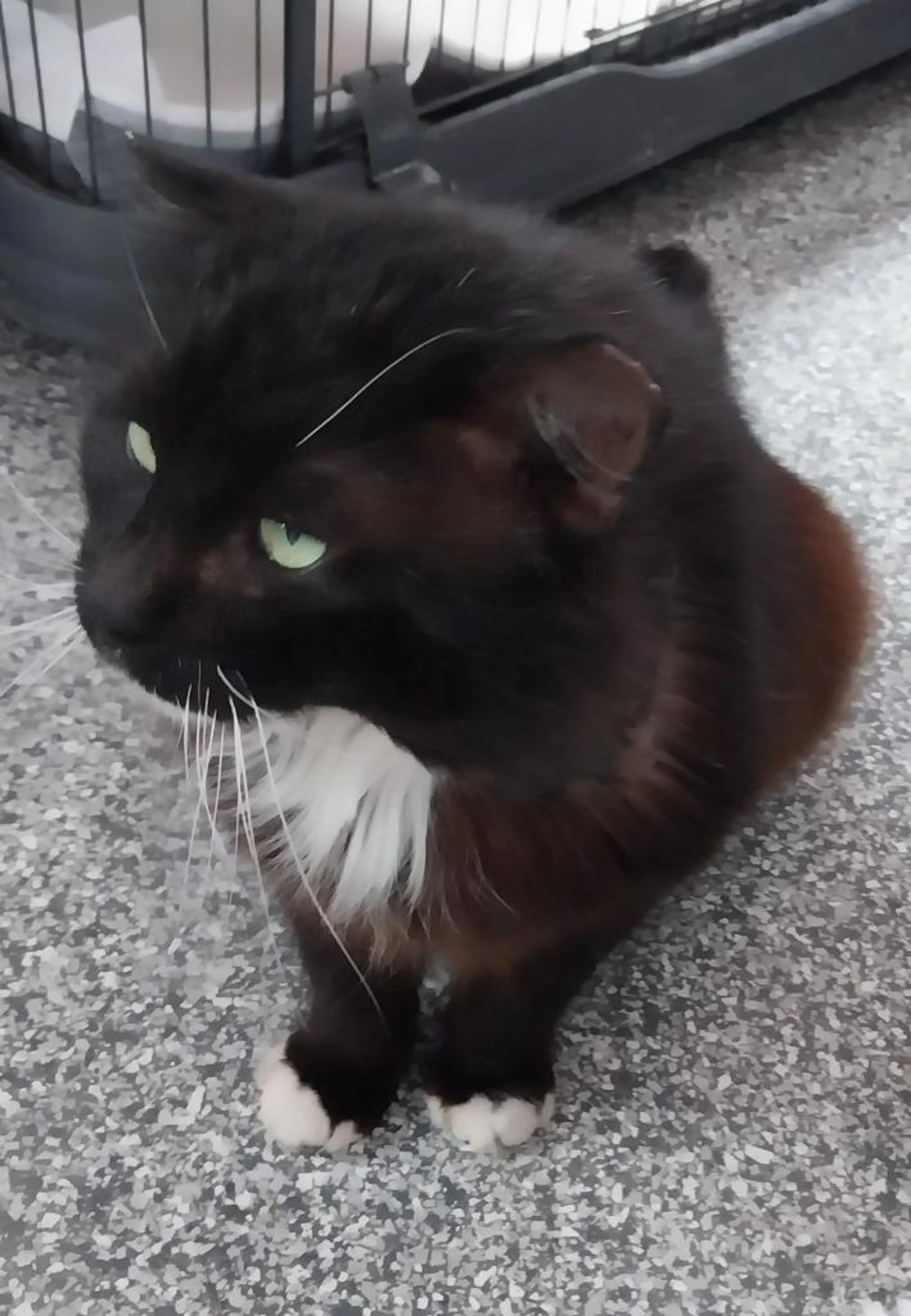 Found pet-1
