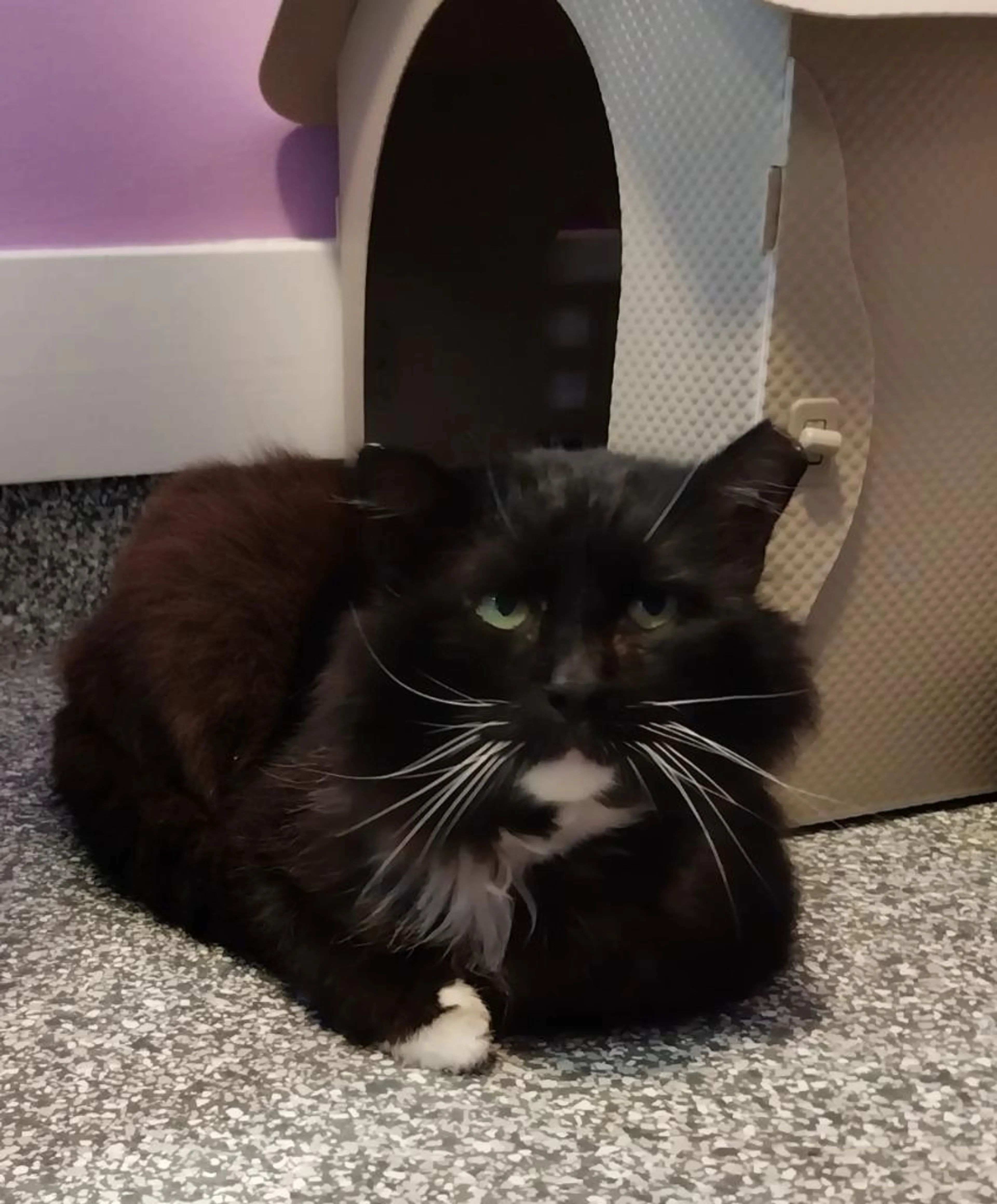 Found pet-2