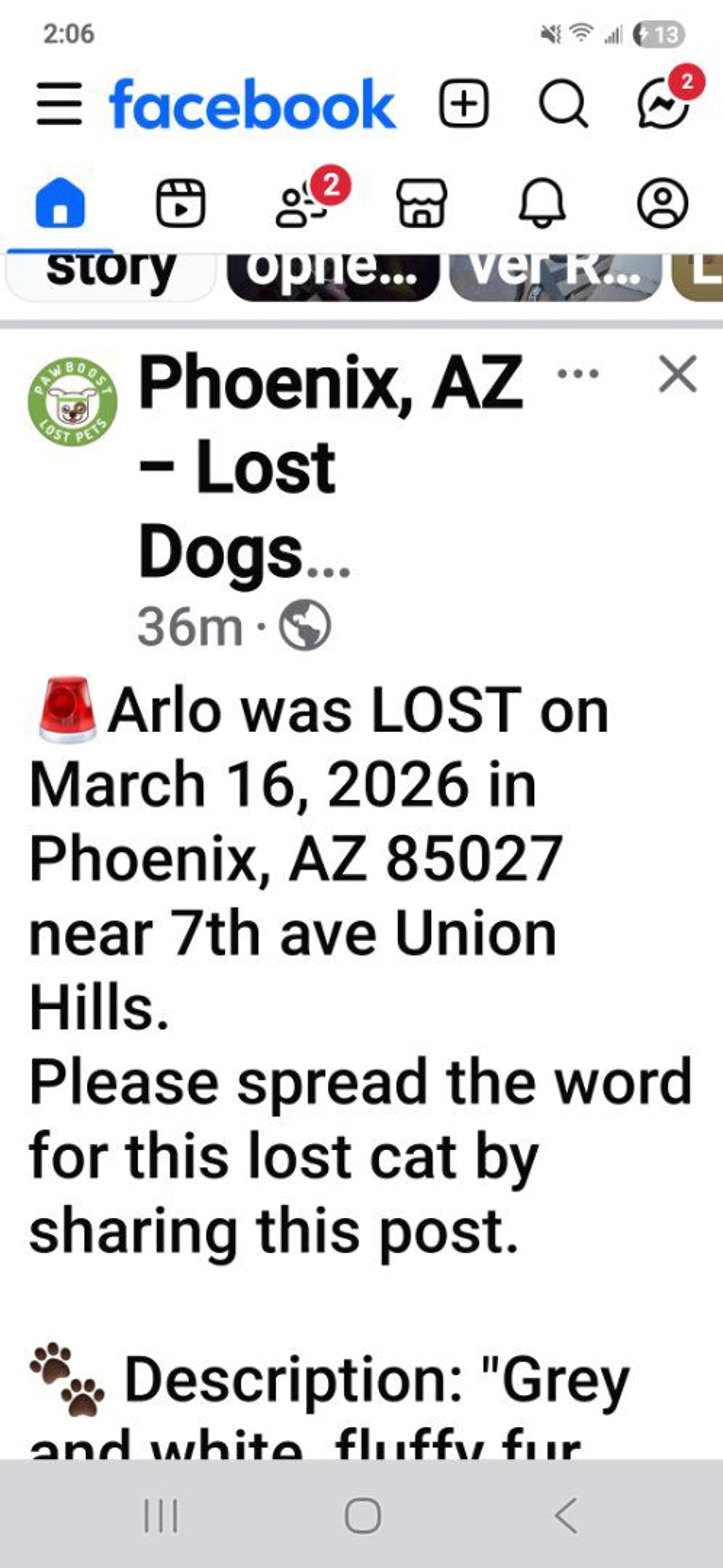 Lost pet-2