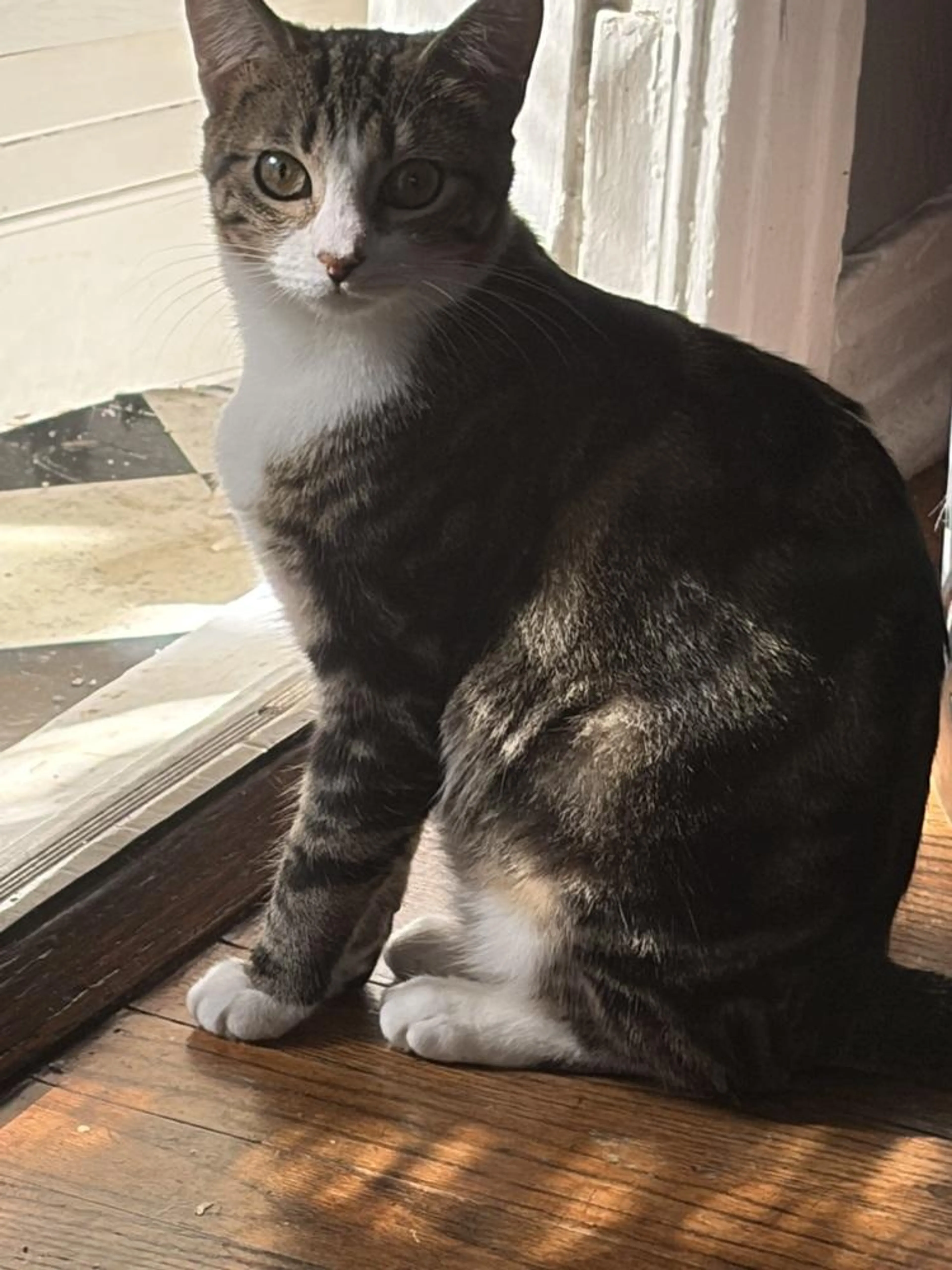 Found pet-1