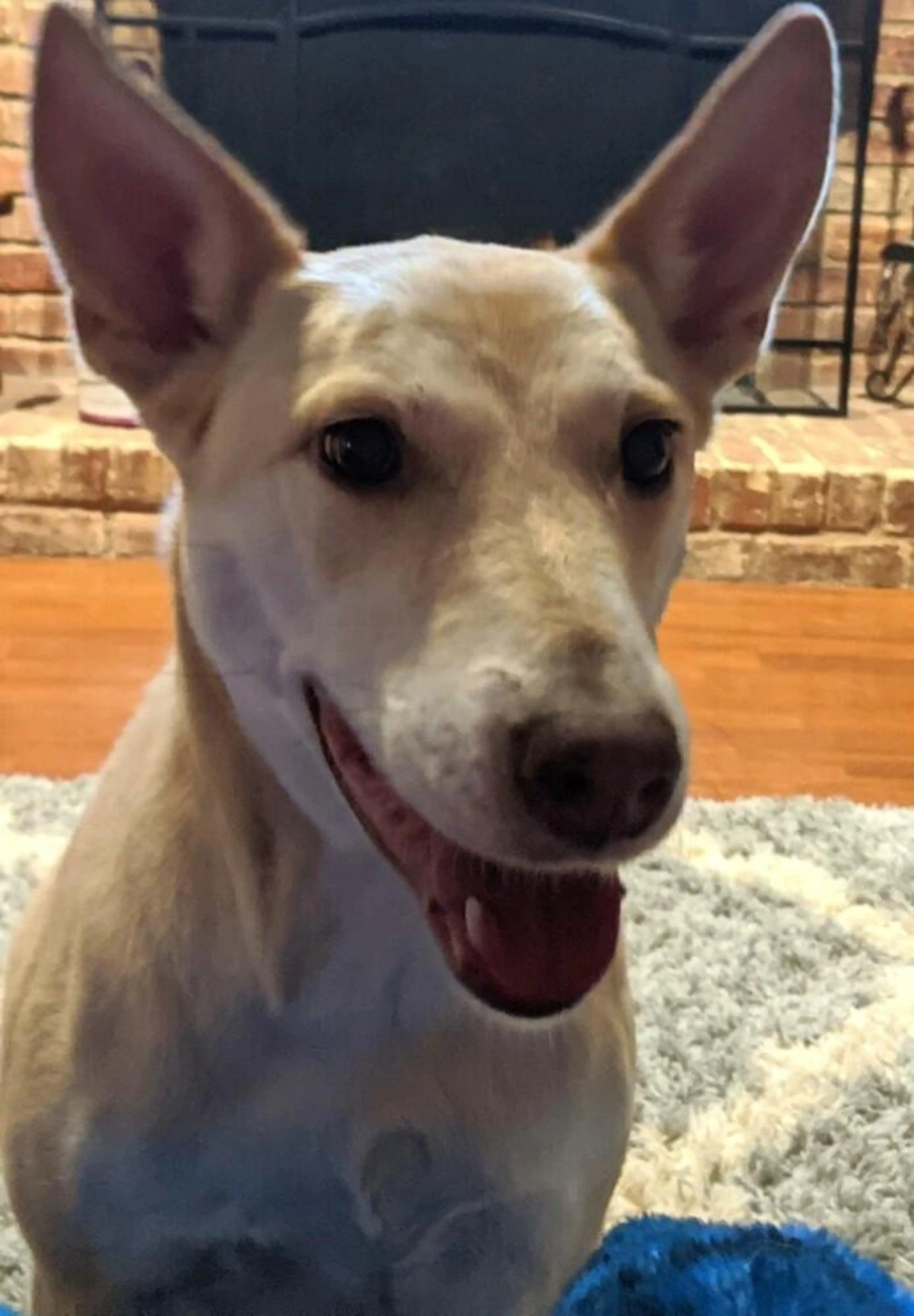 Found pet-2