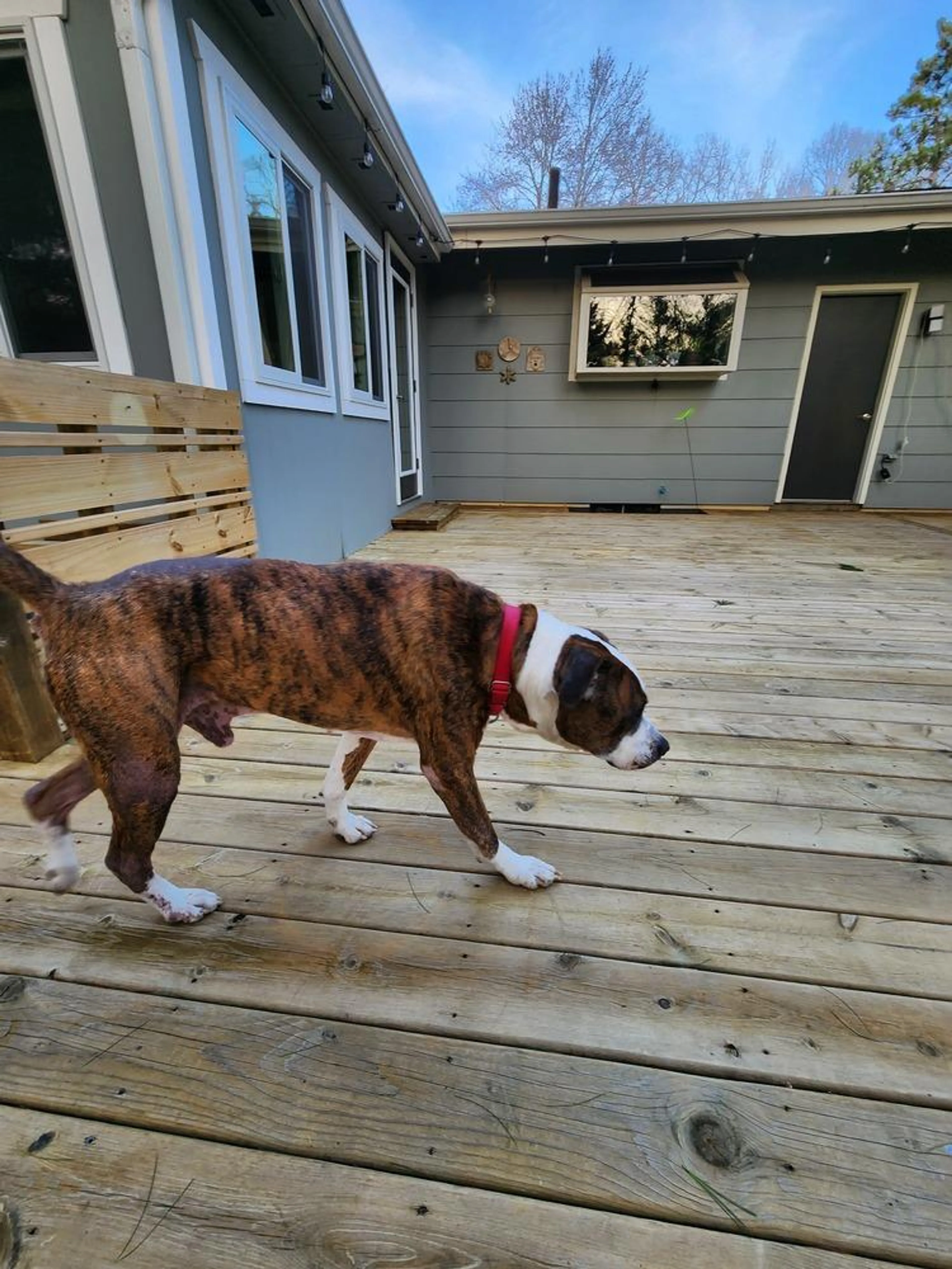 Found pet-0