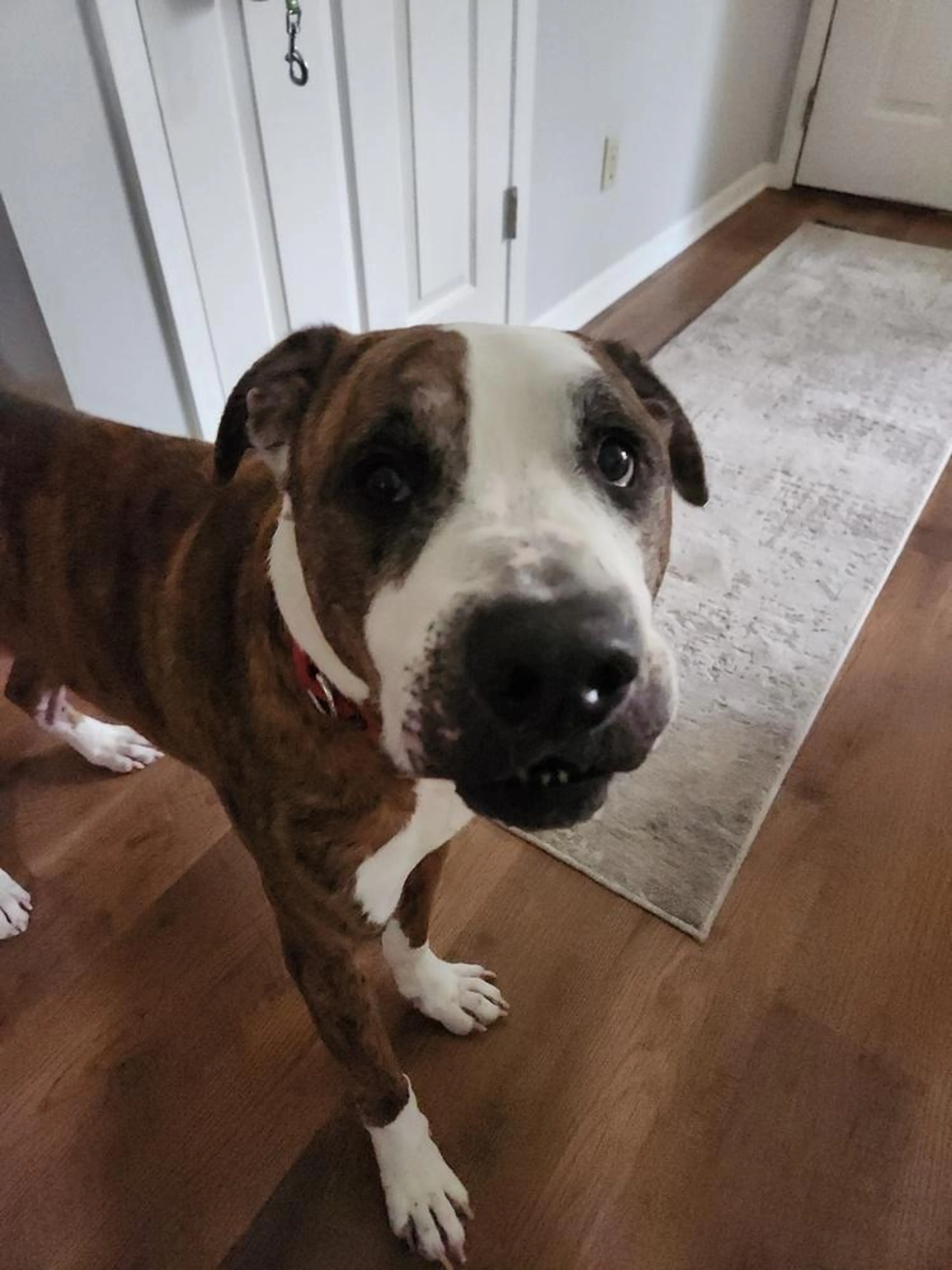 Found pet-1
