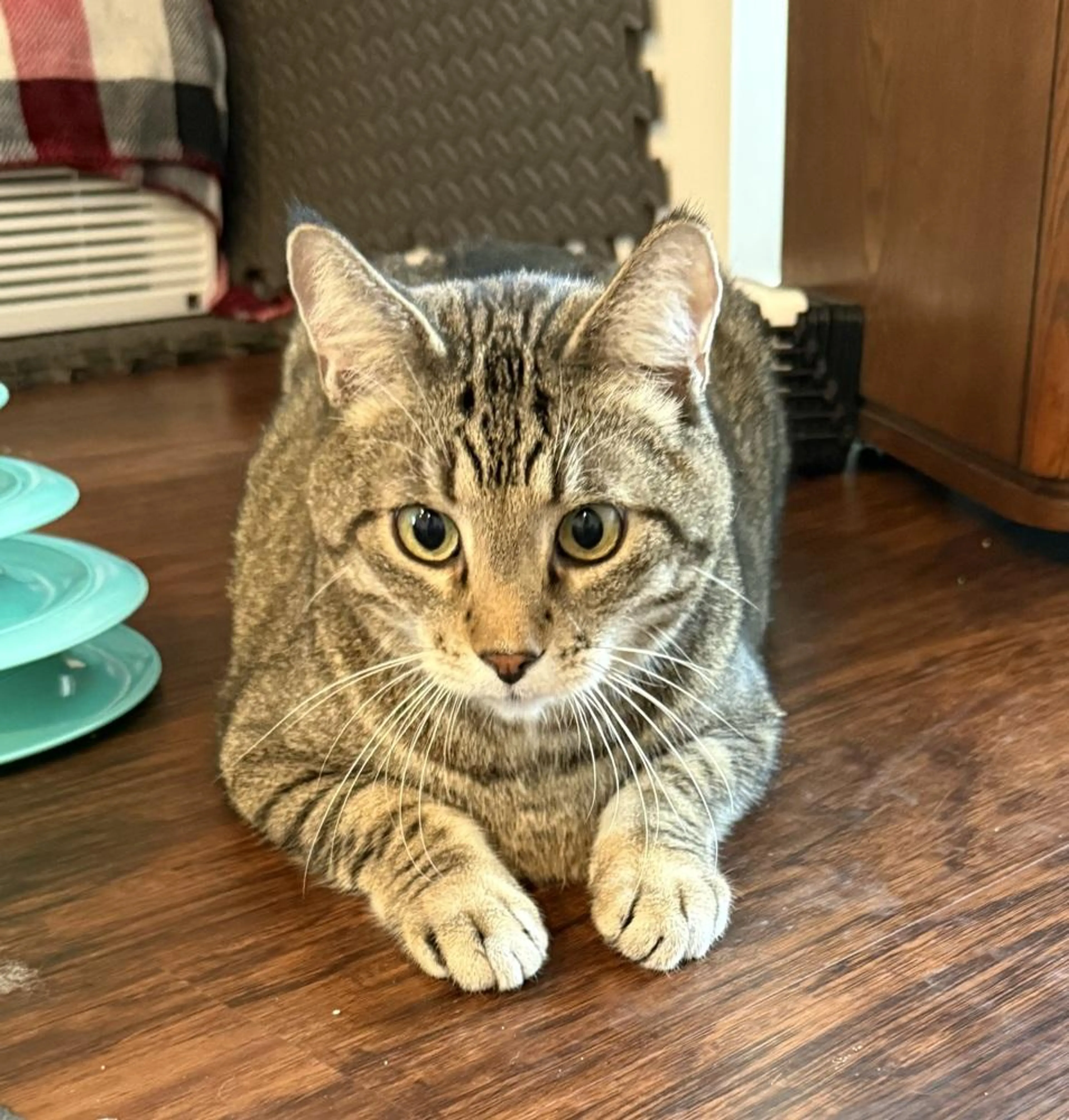 Found pet-2