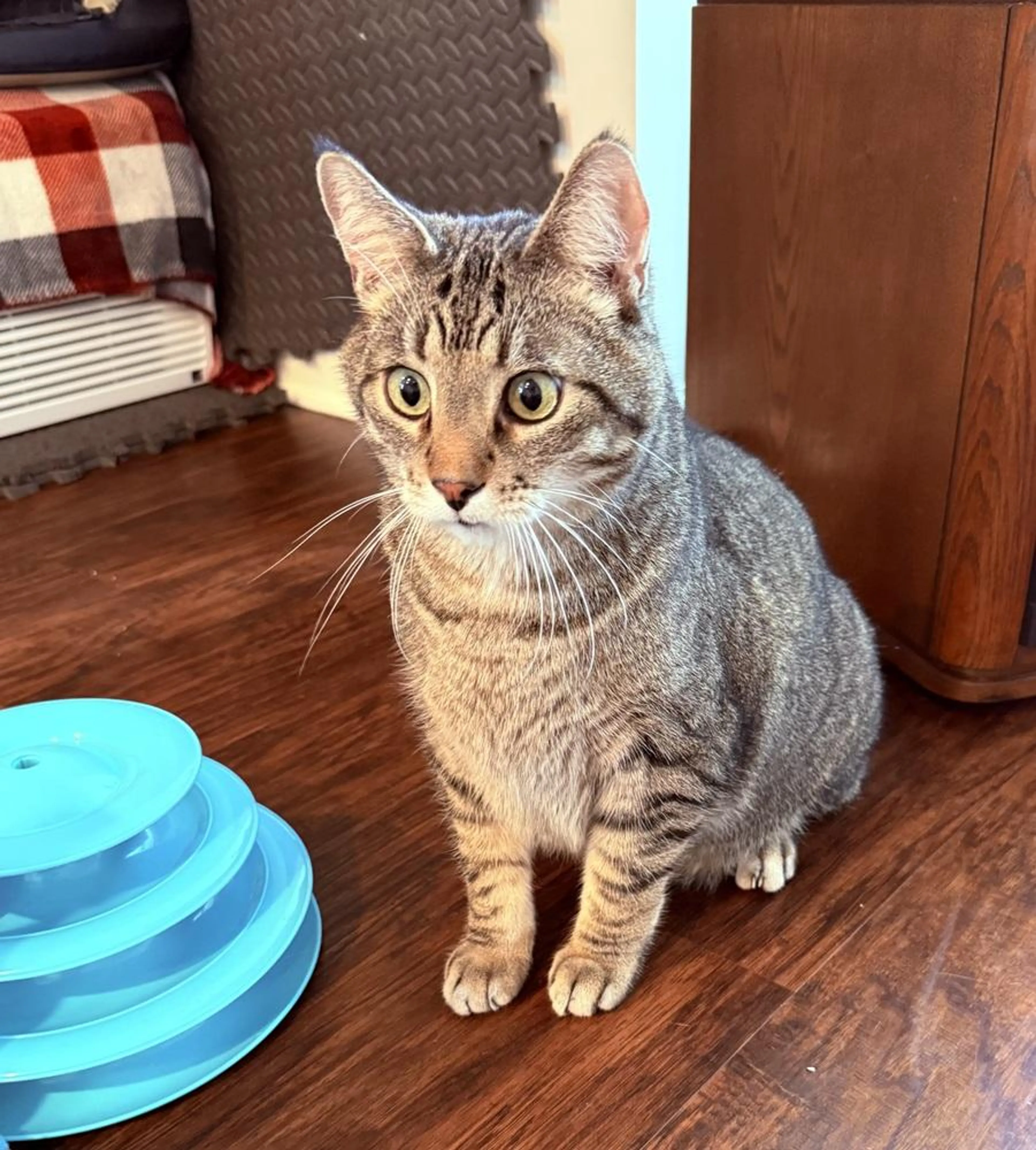 Found pet-1