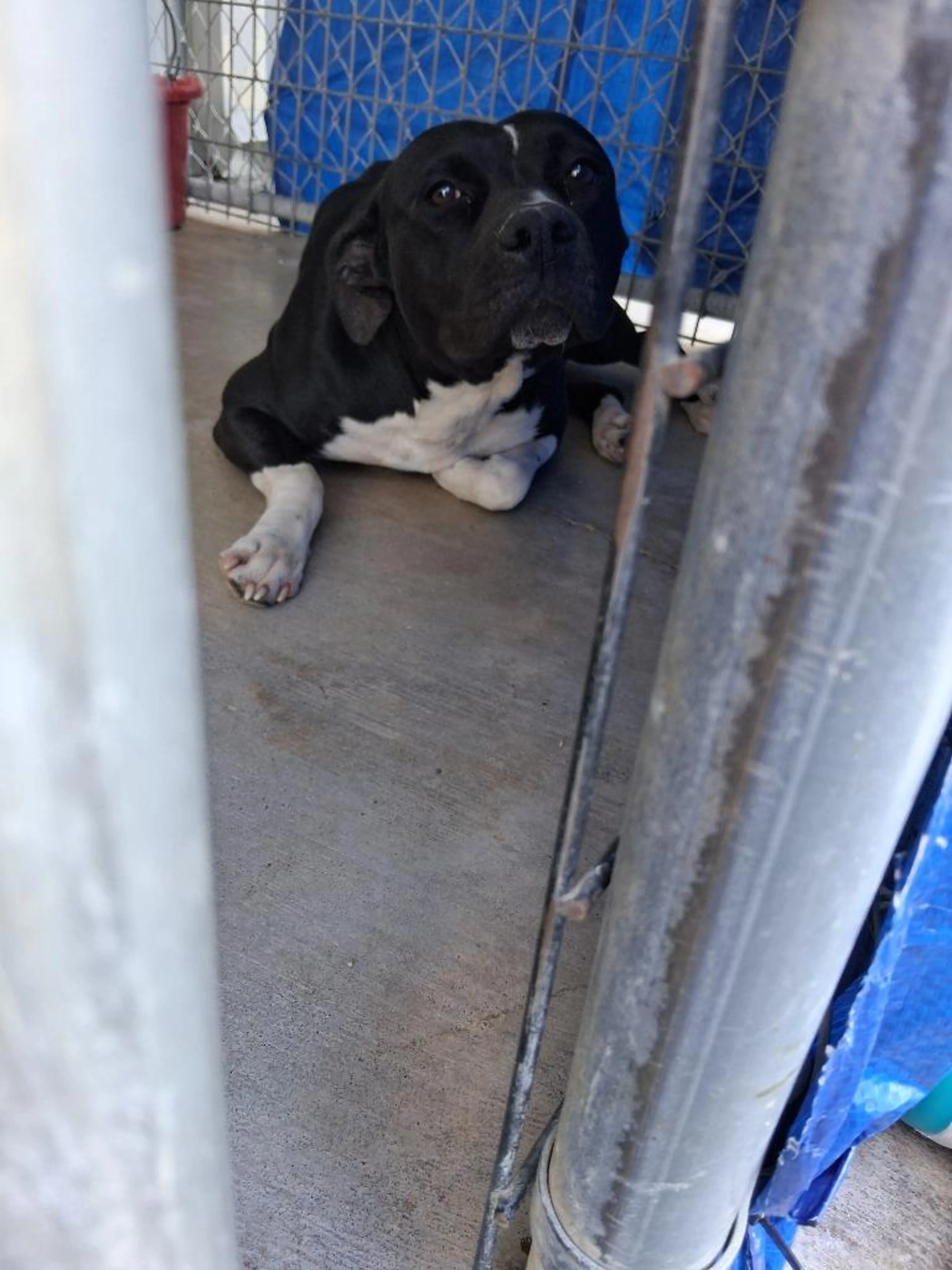 Found pet