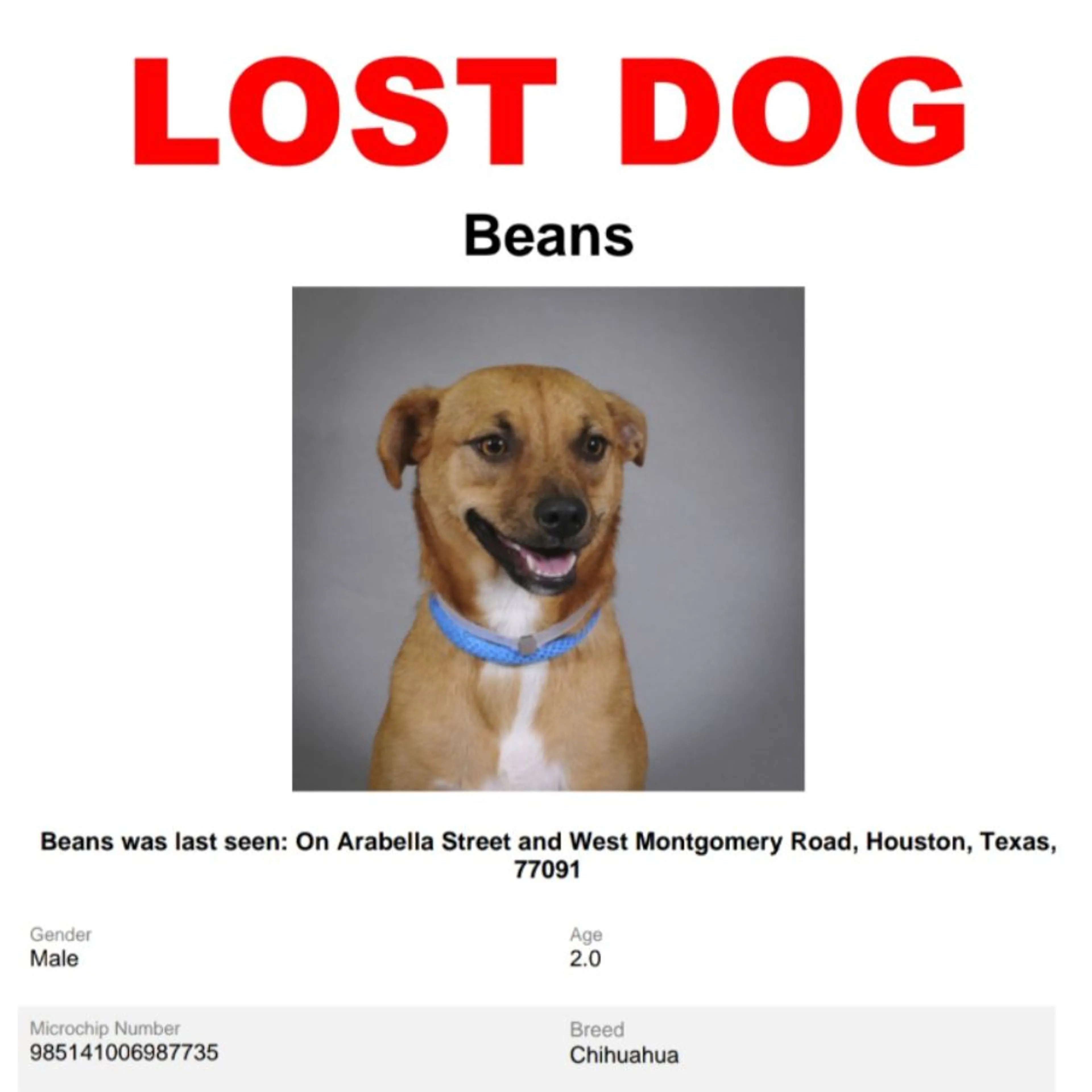 Lost pet