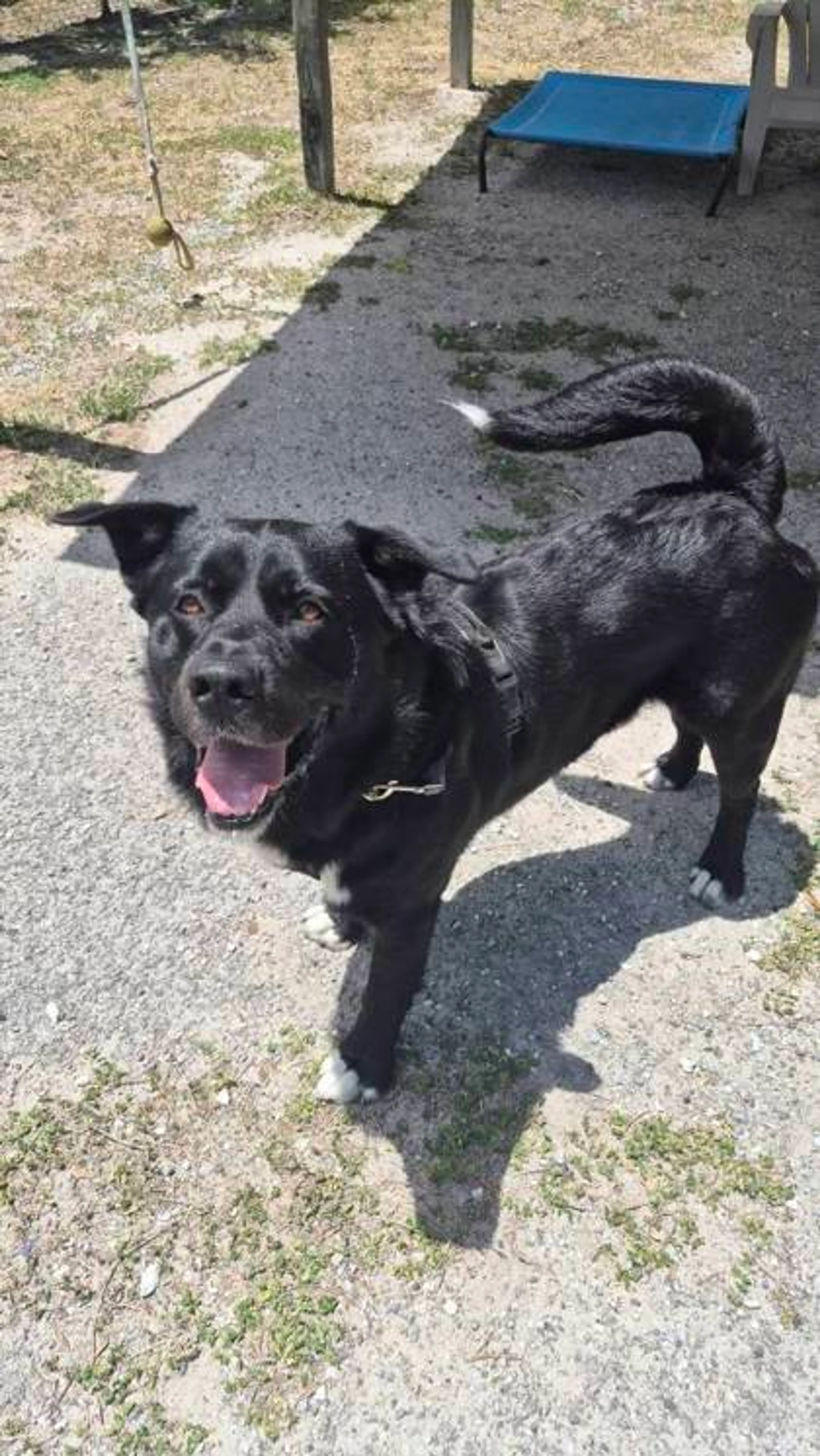 Found pet-1