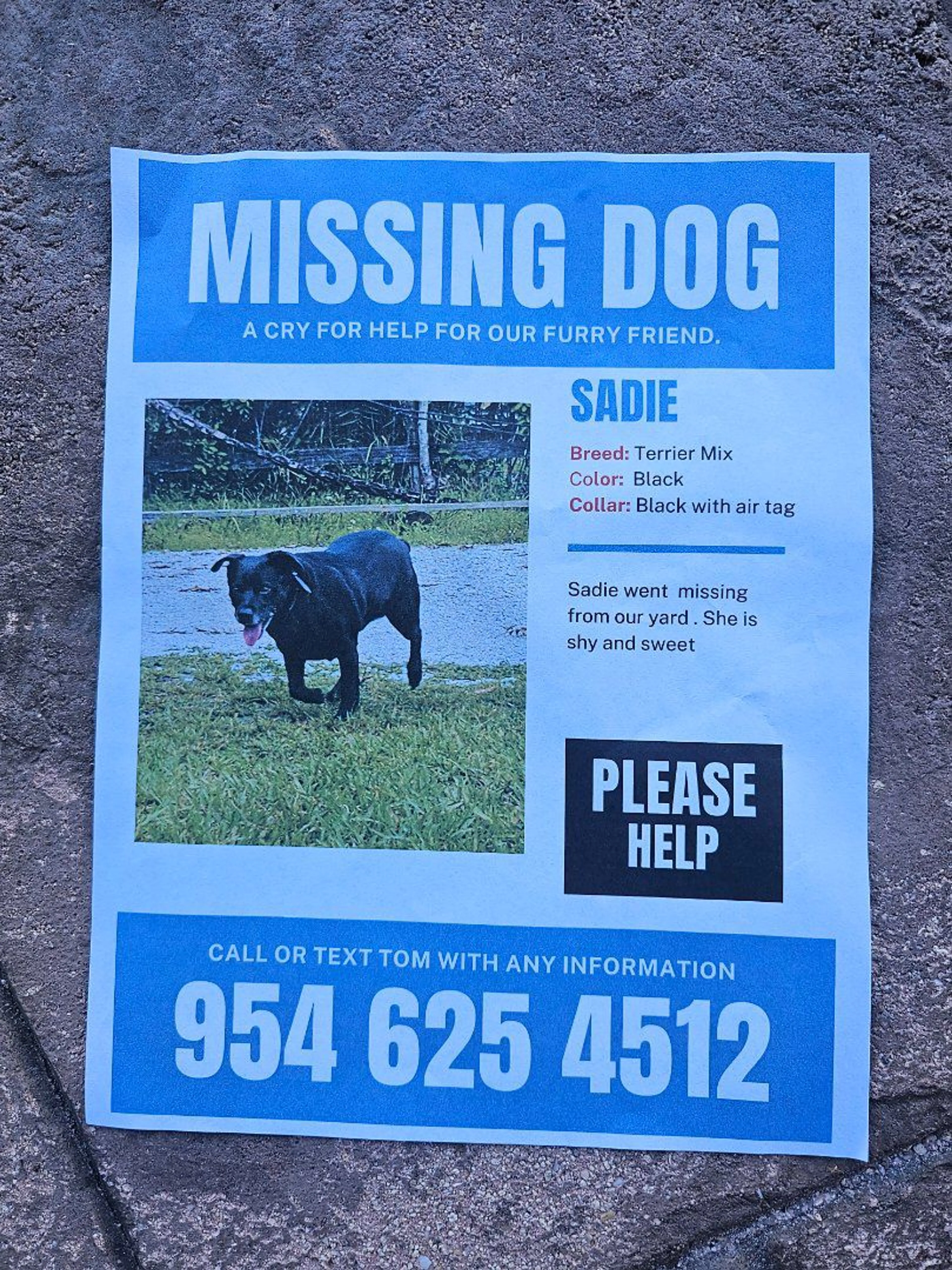 Lost pet