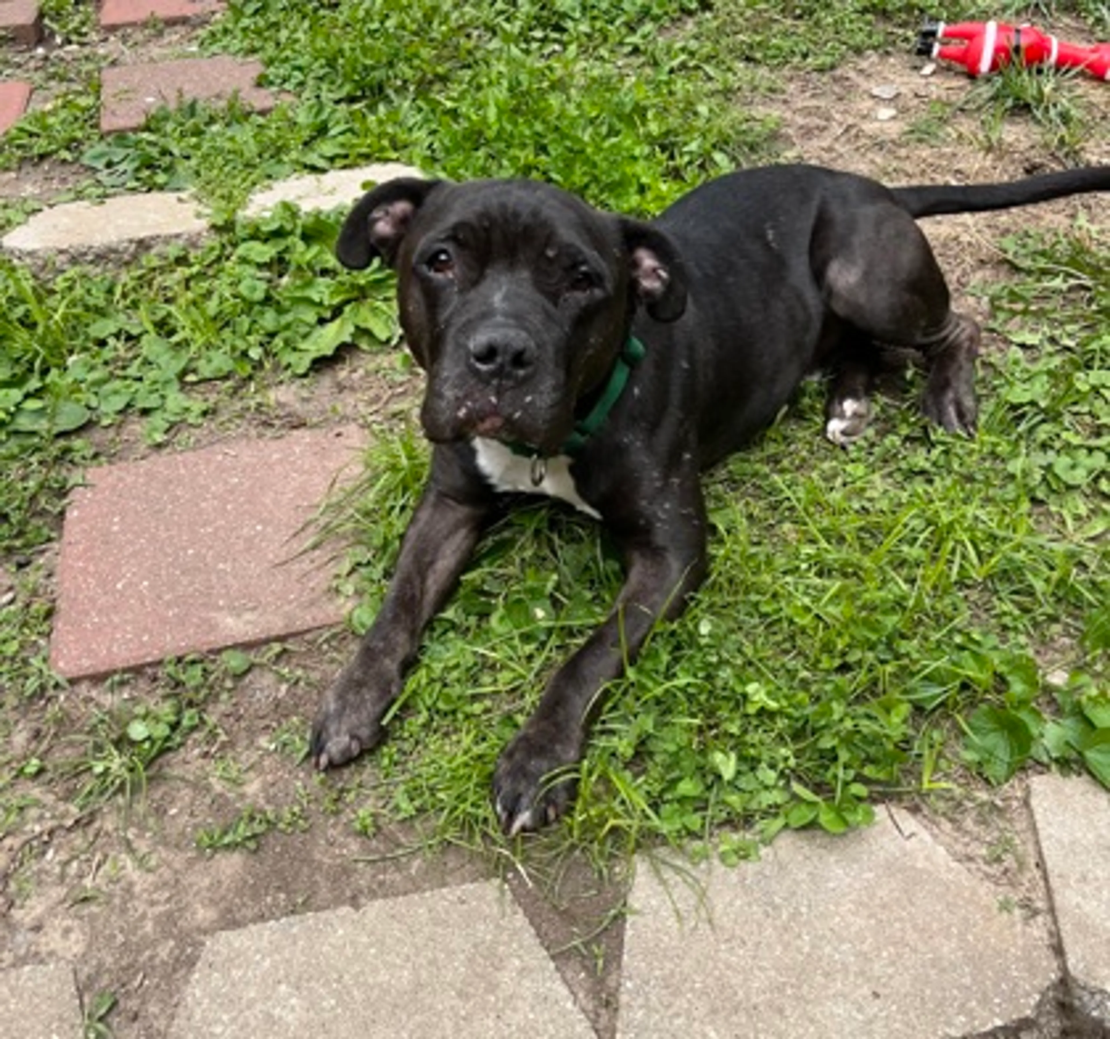 Found pet