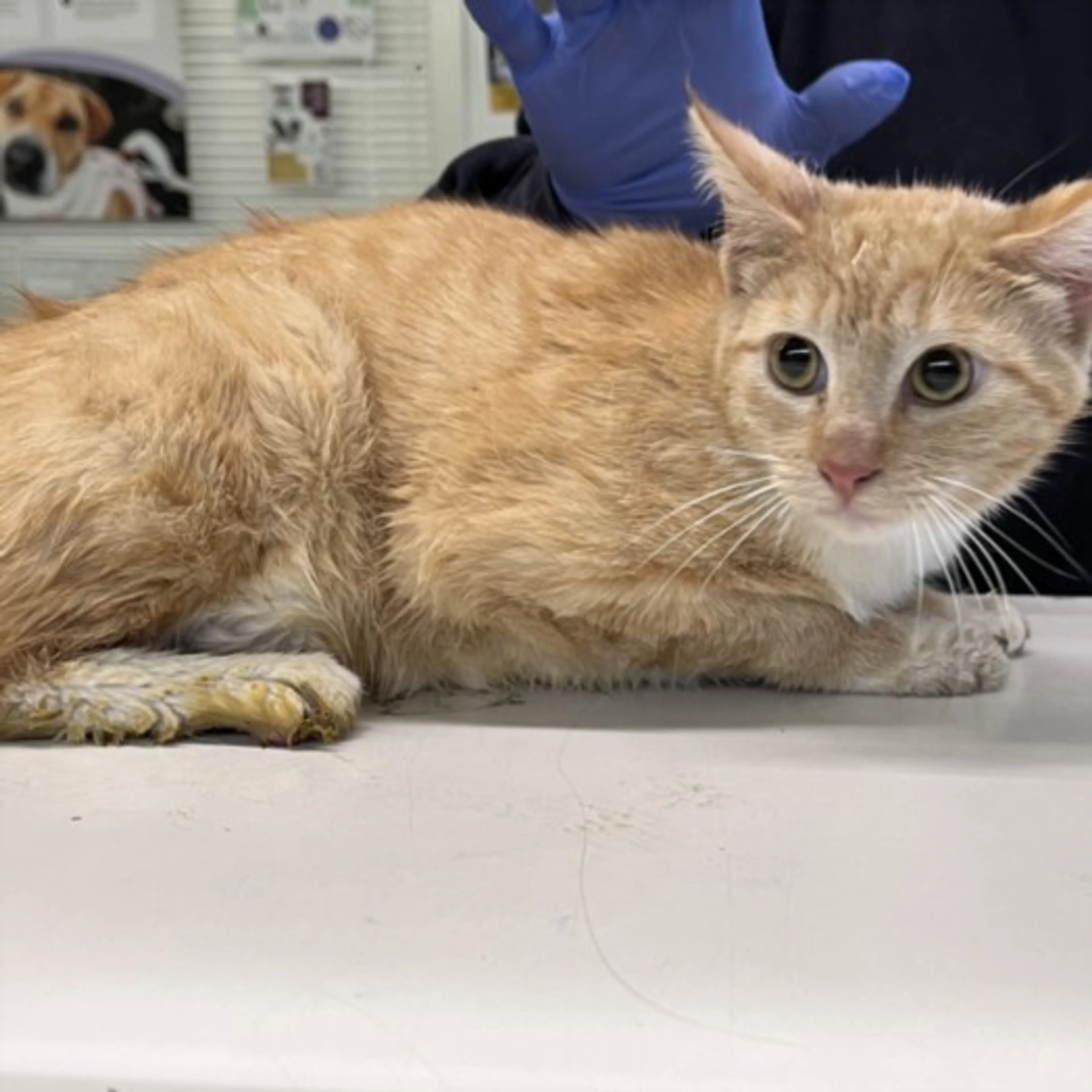 Found pet