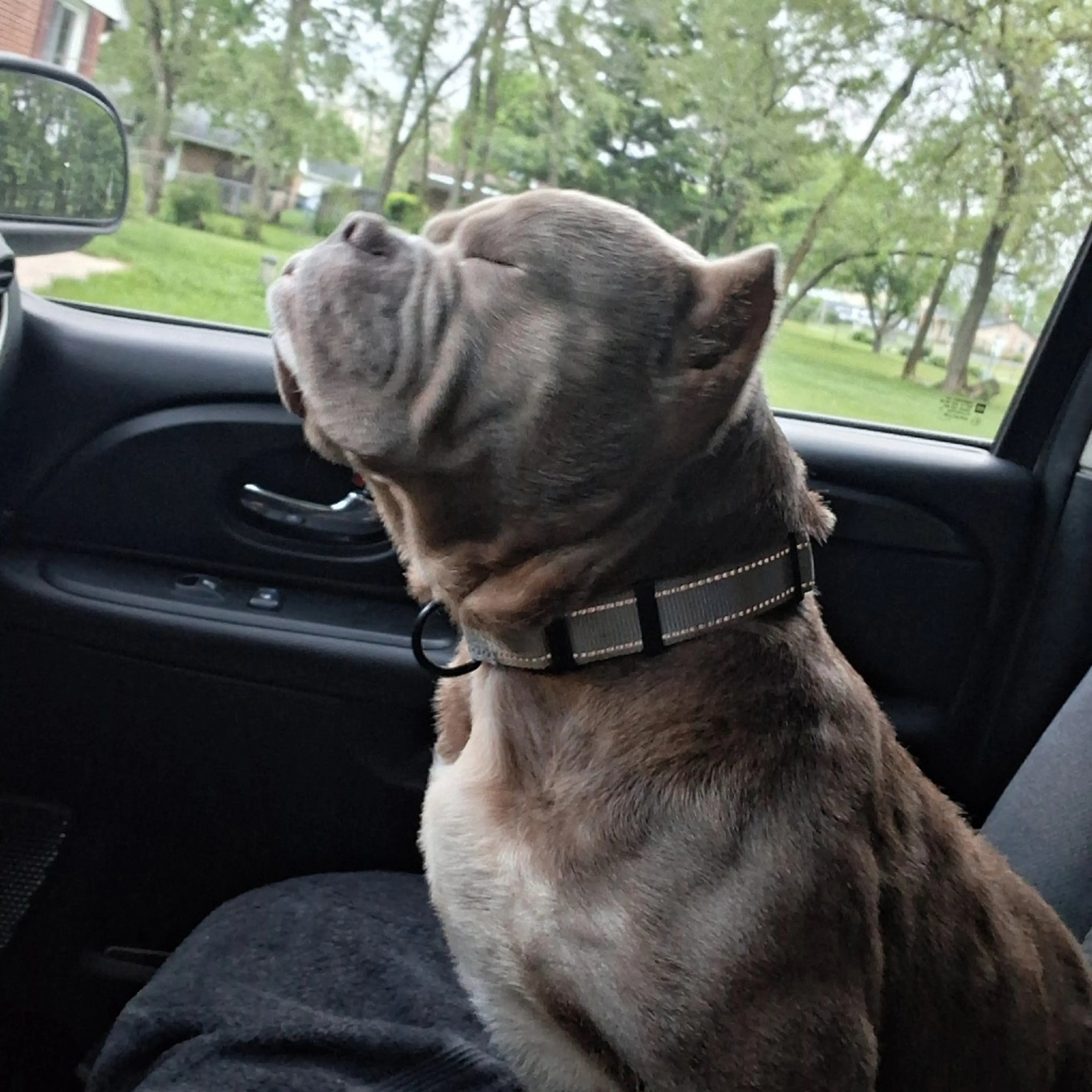 Found pet-3