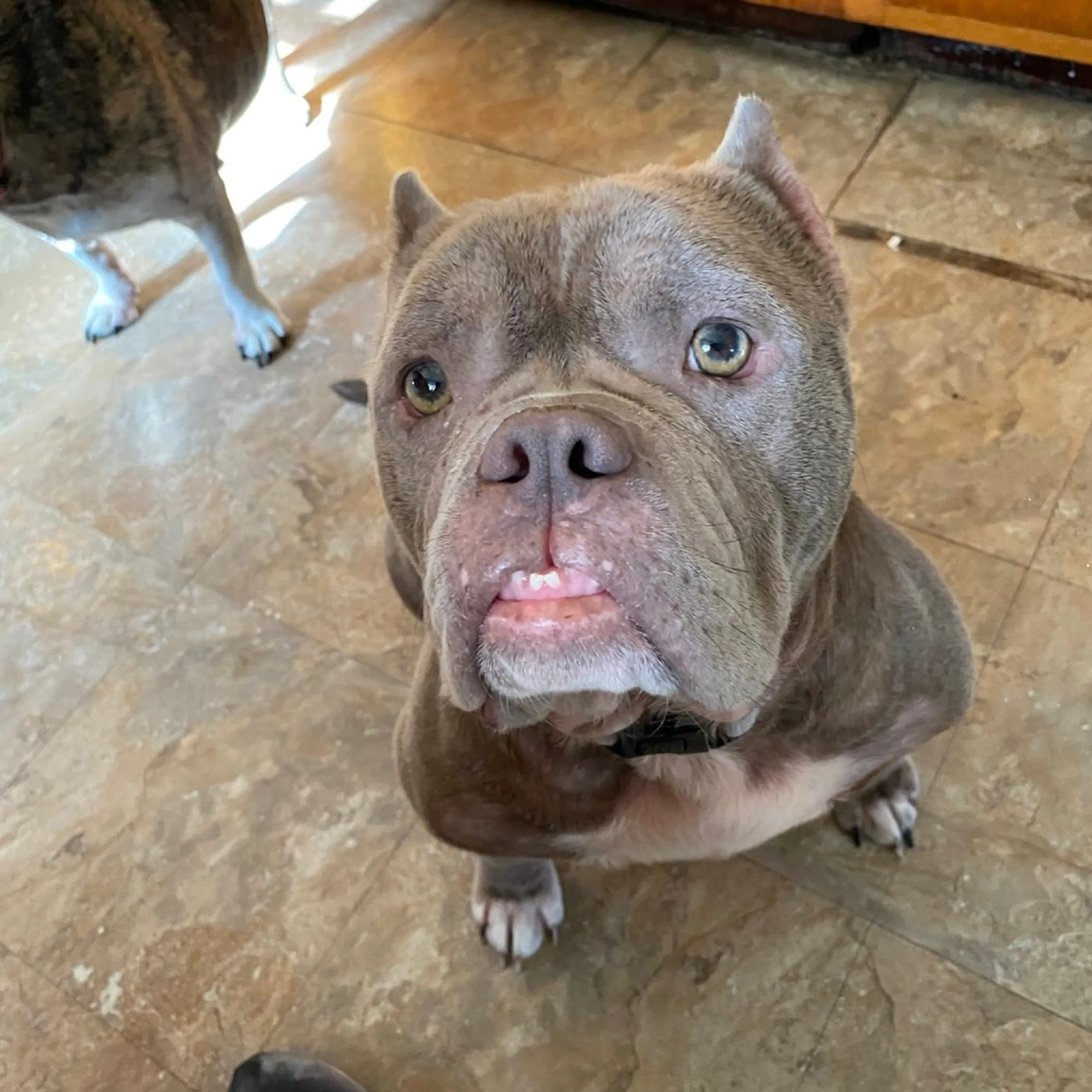 Found pet-4