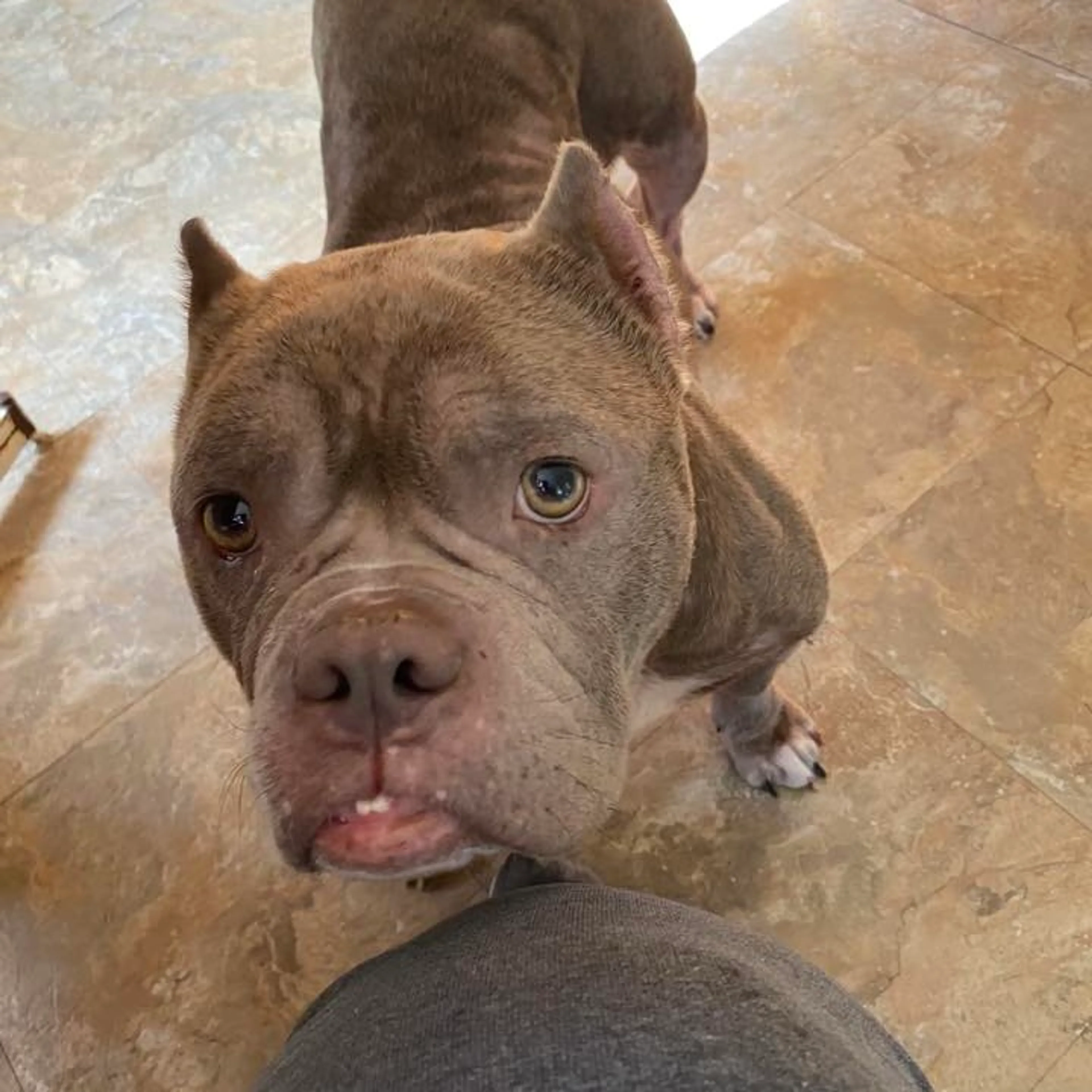 Found pet-5