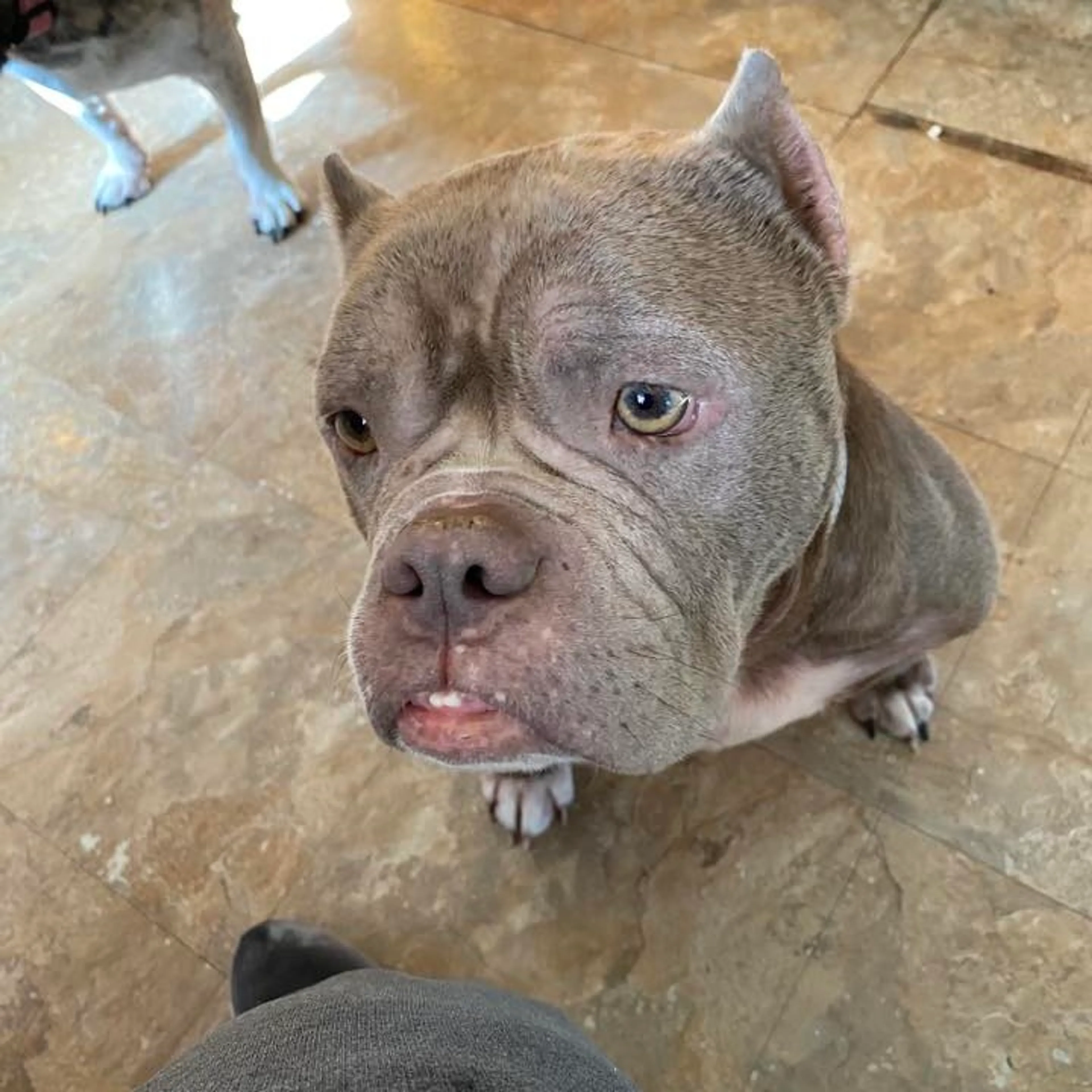 Found pet-2