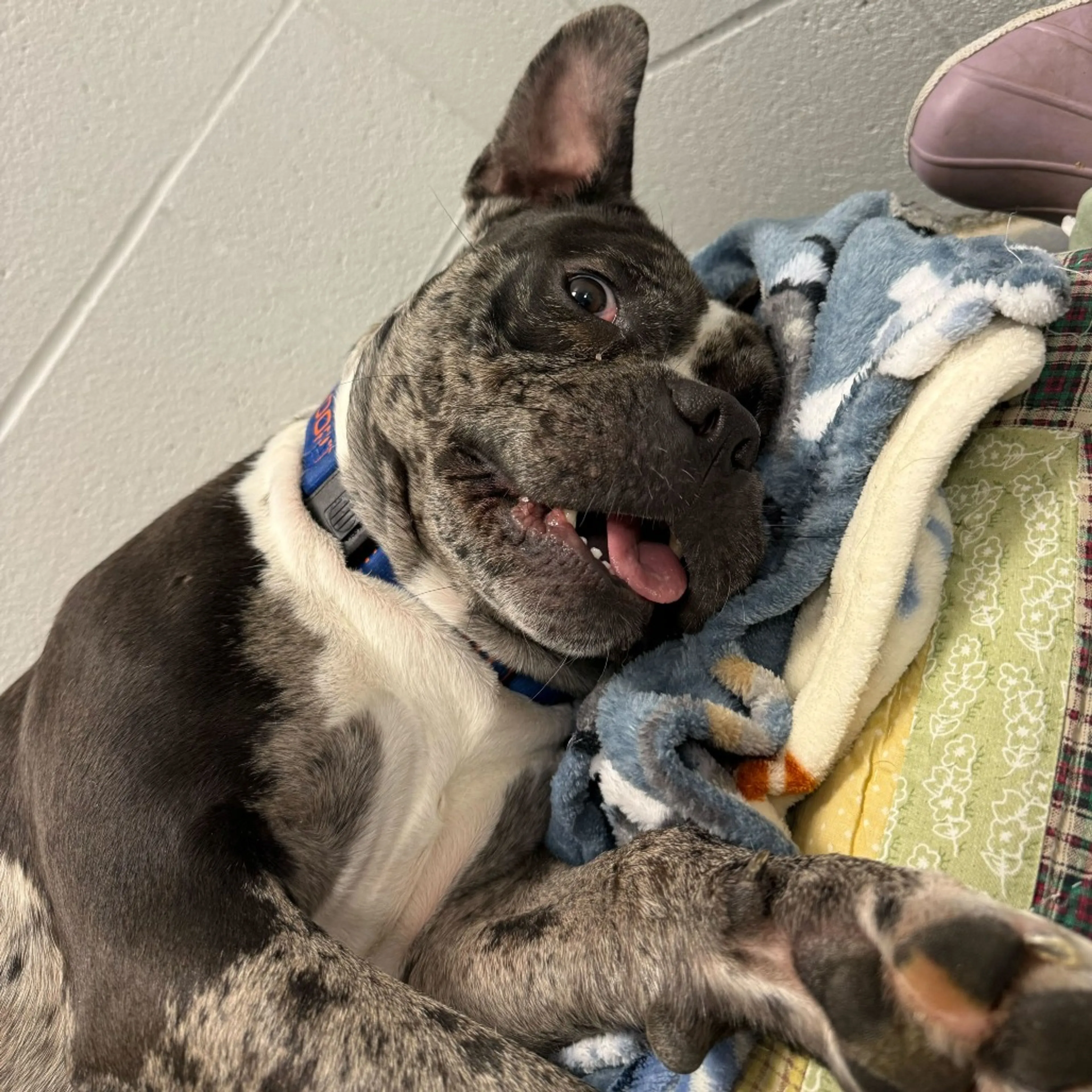 Found pet-17