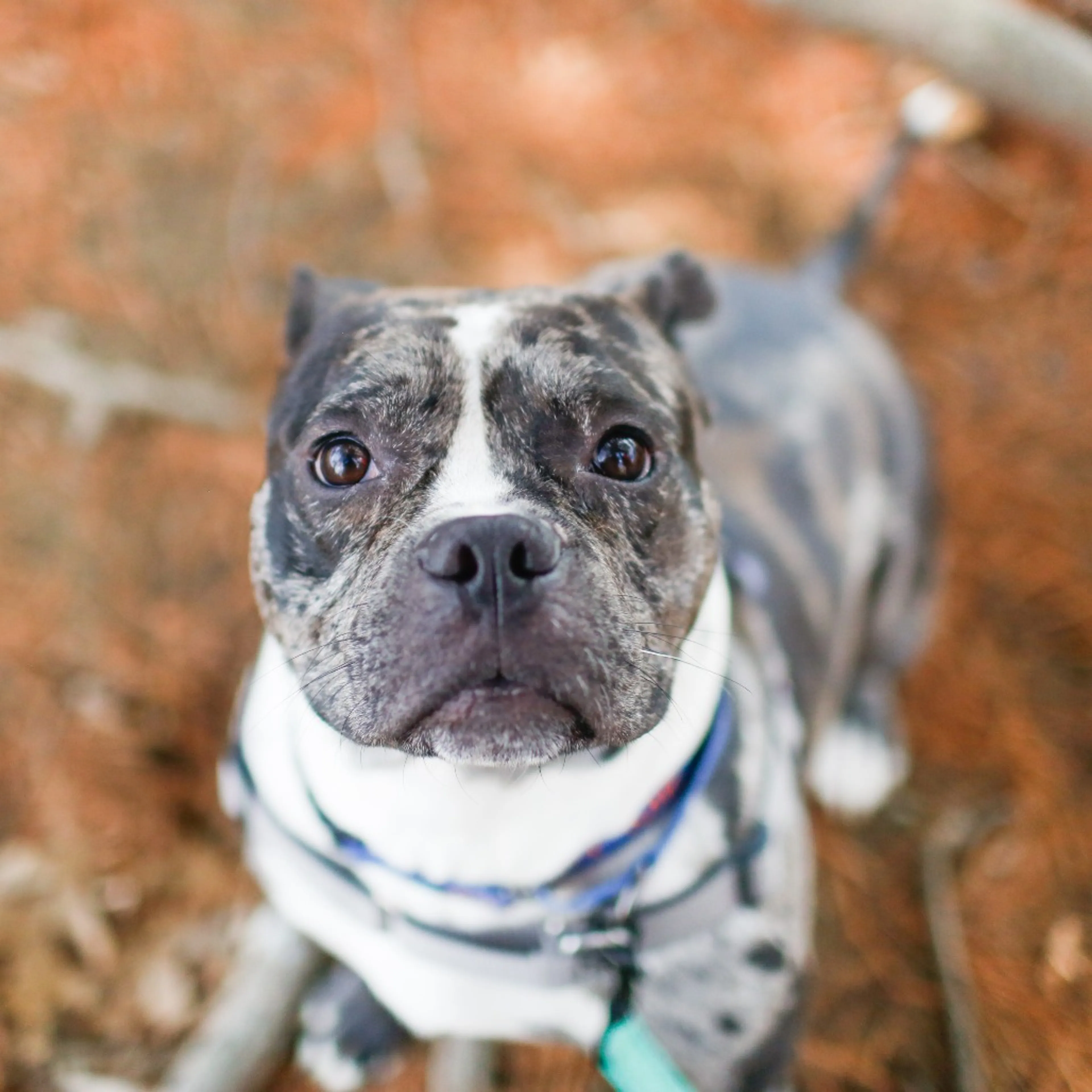 Found pet-13