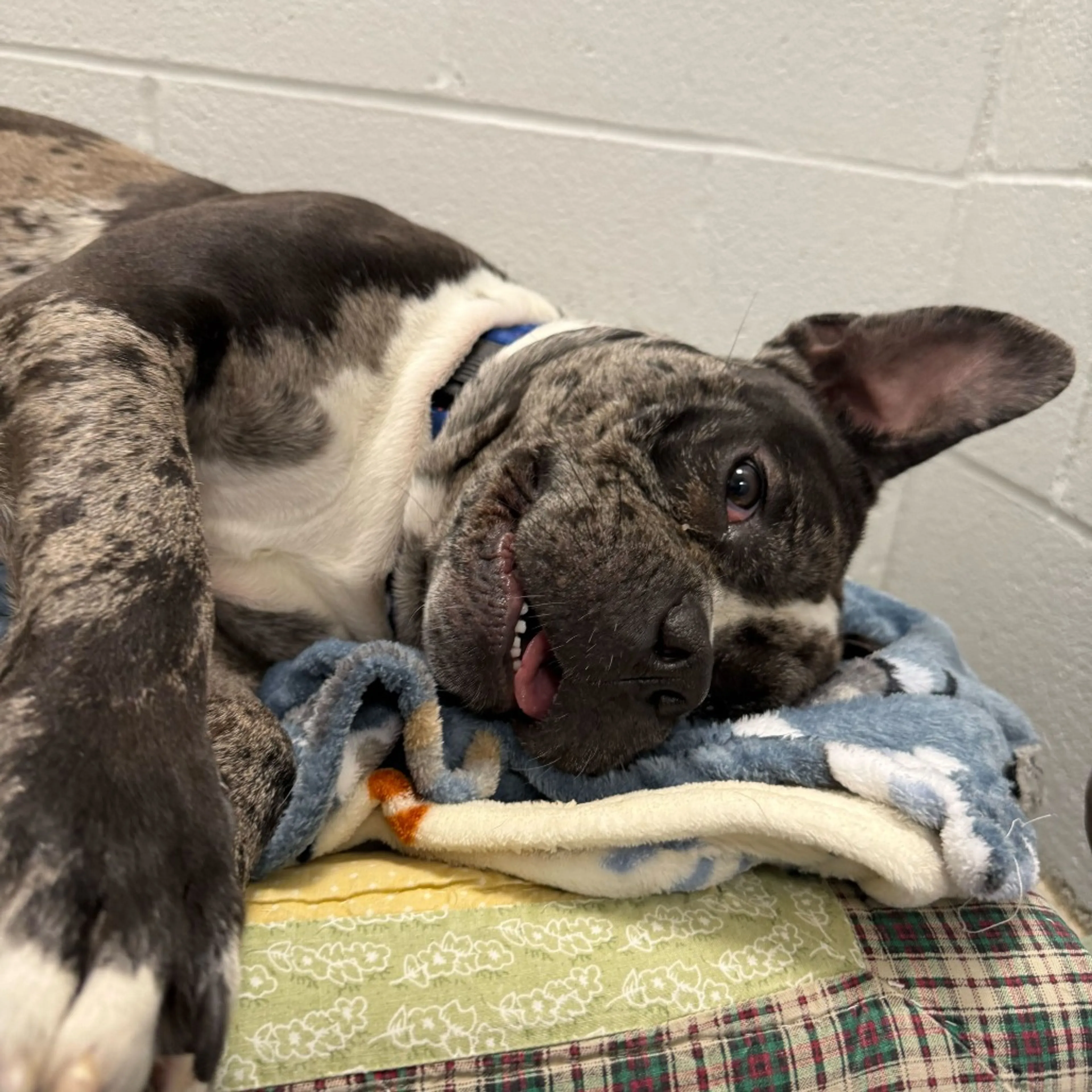 Found pet-19