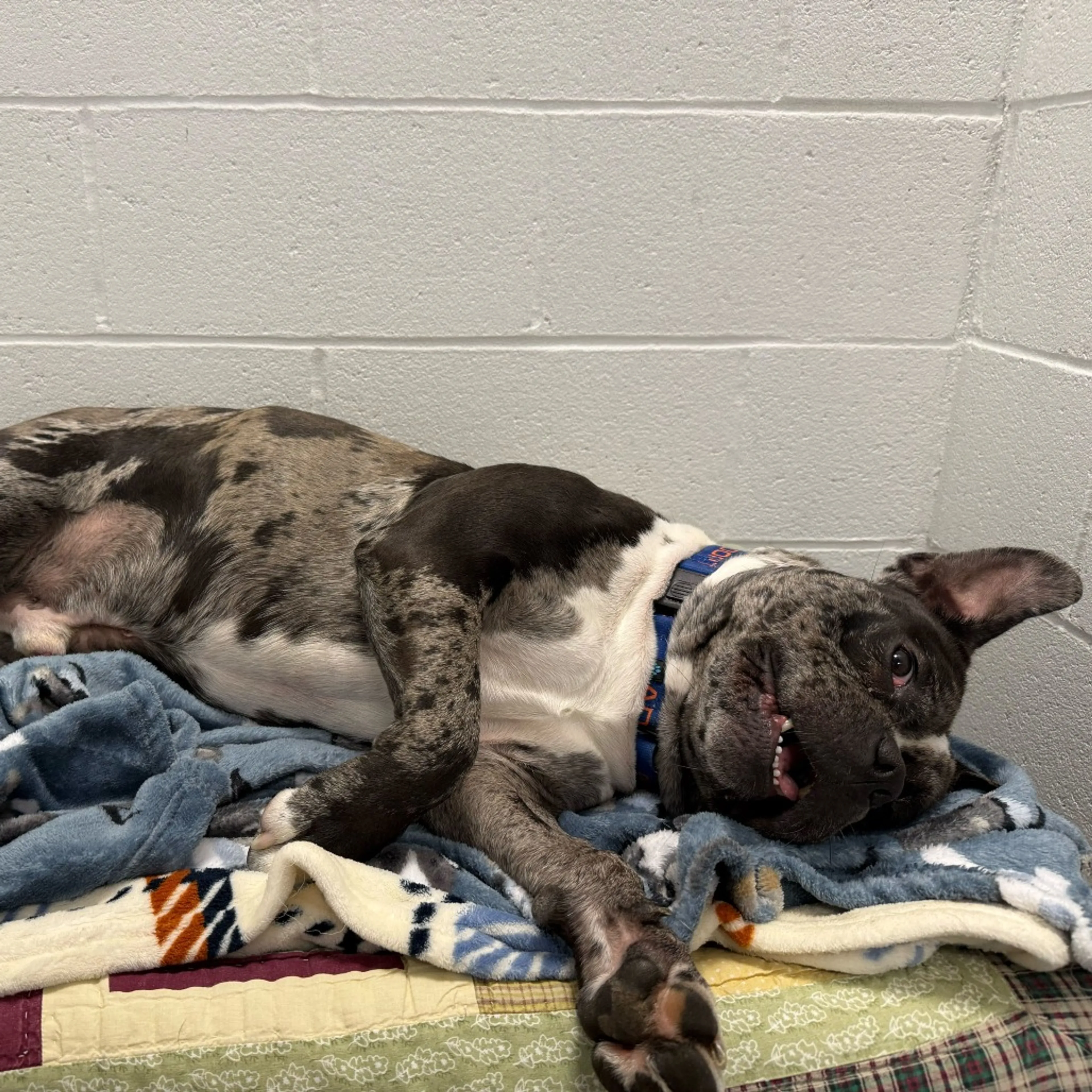 Found pet-18