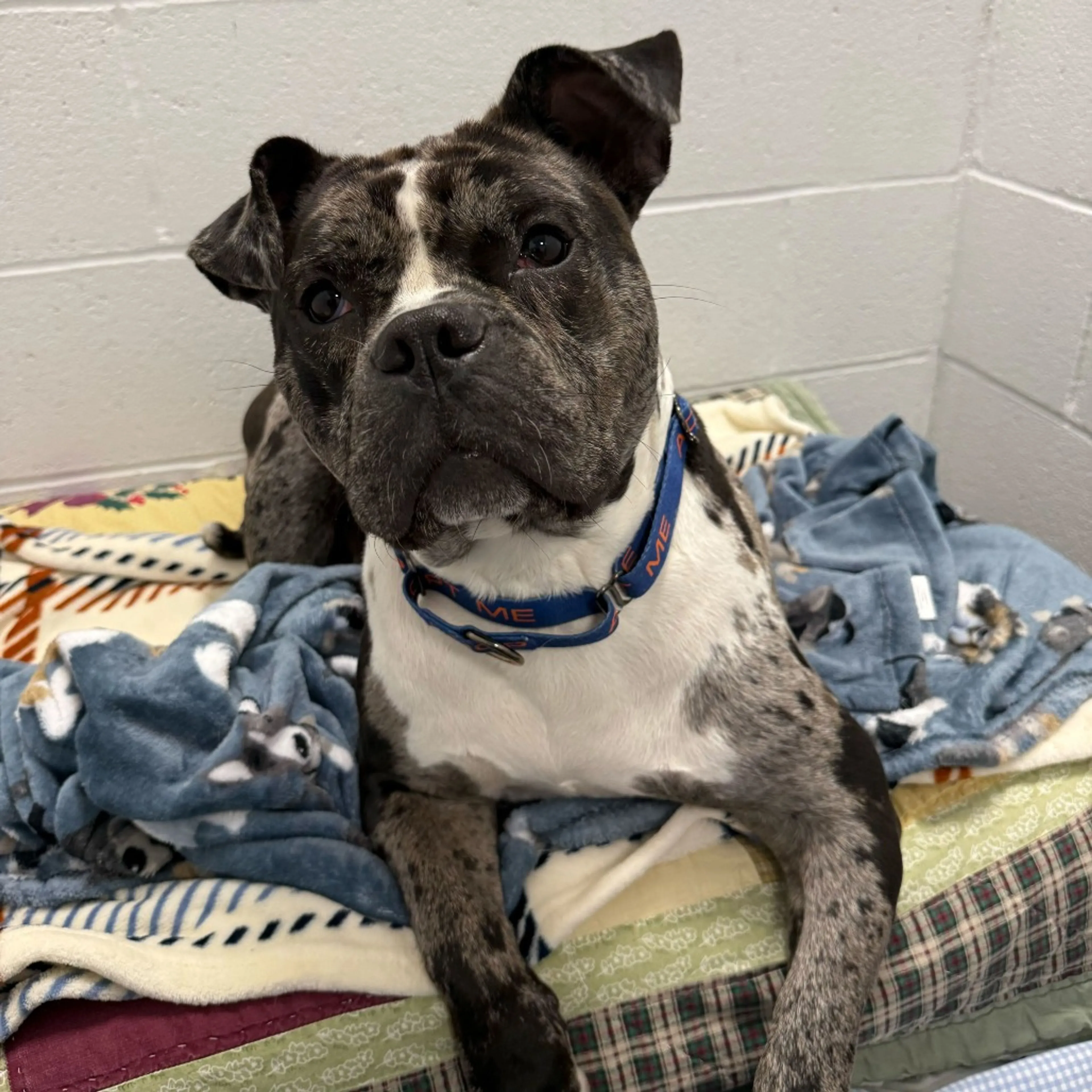 Found pet-20