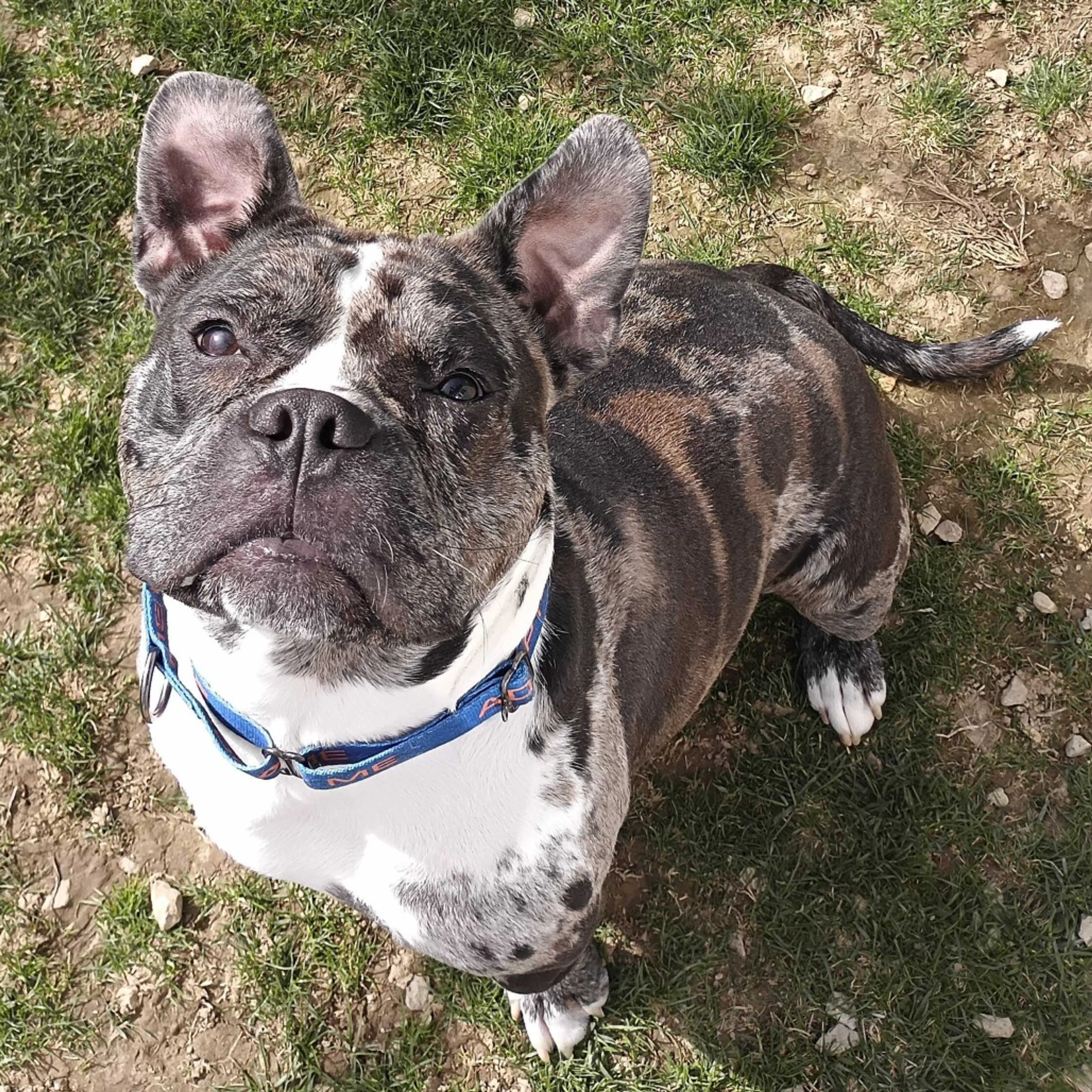 Found pet-8