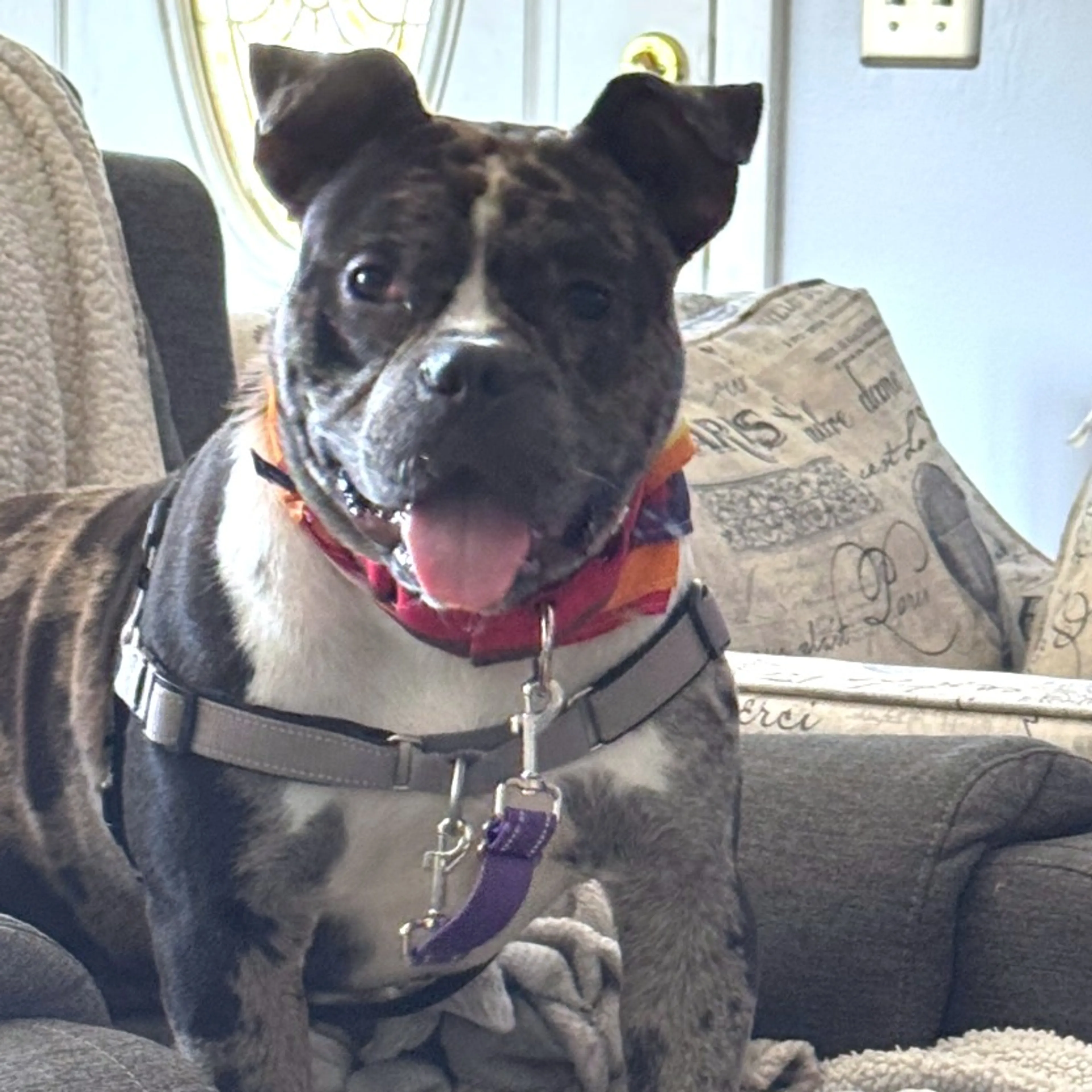 Found pet-2