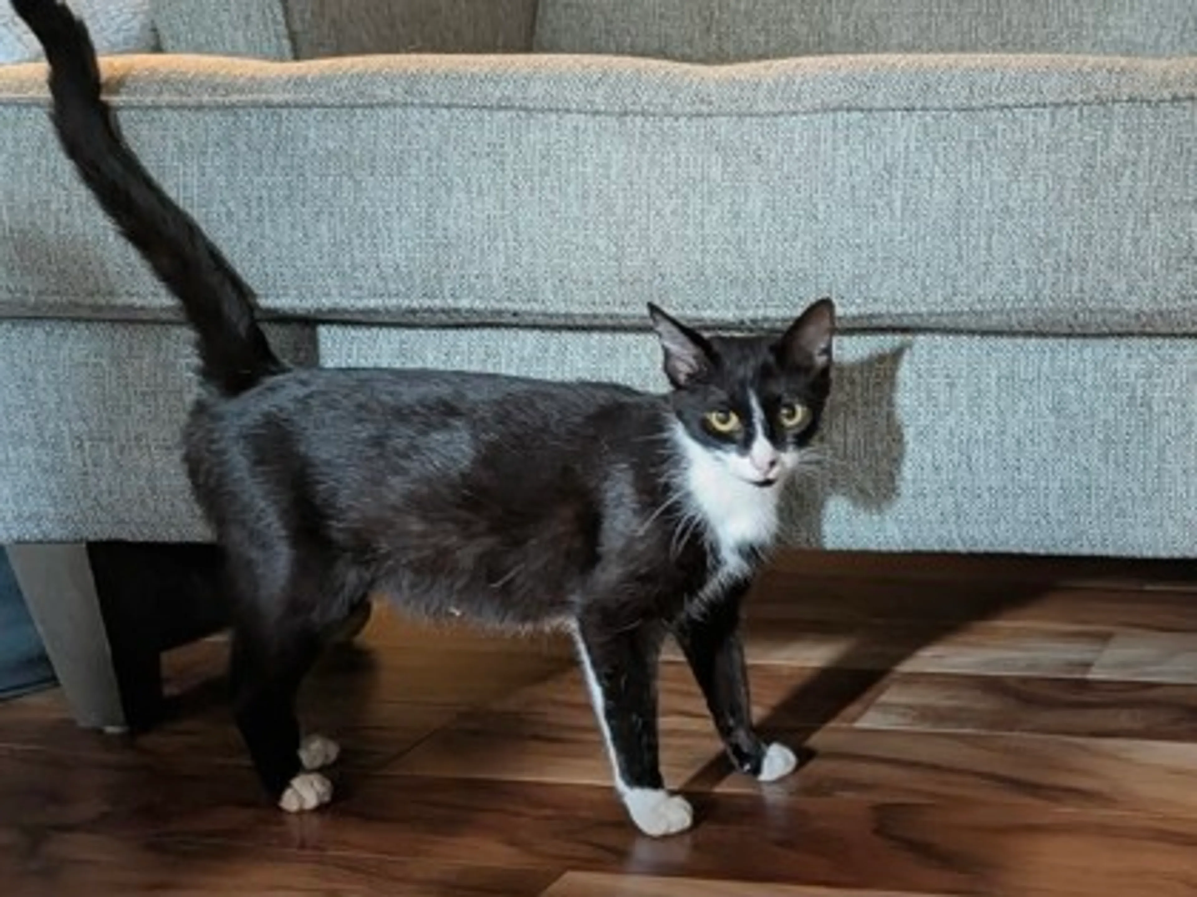 Found pet-0