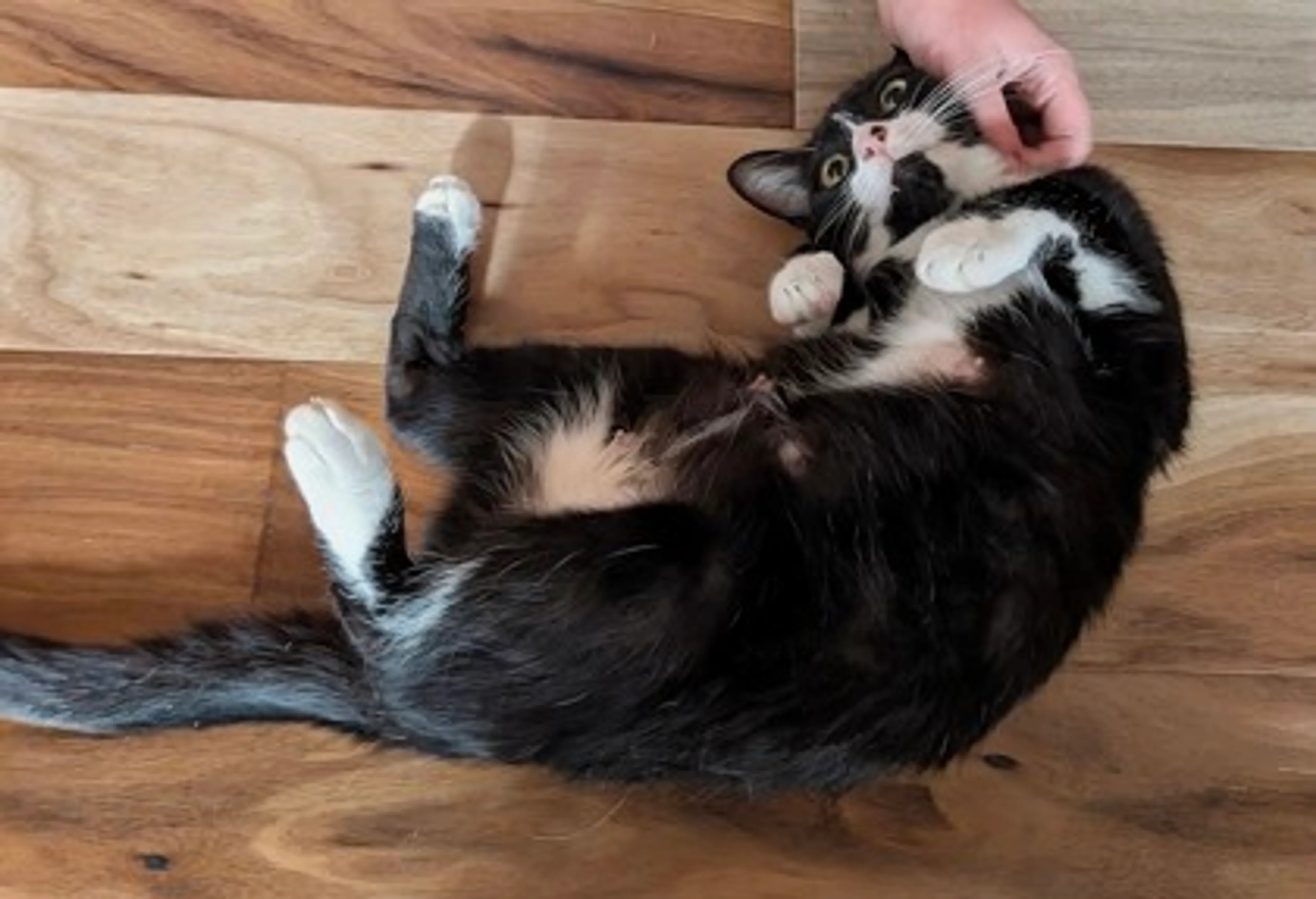 Found pet-1