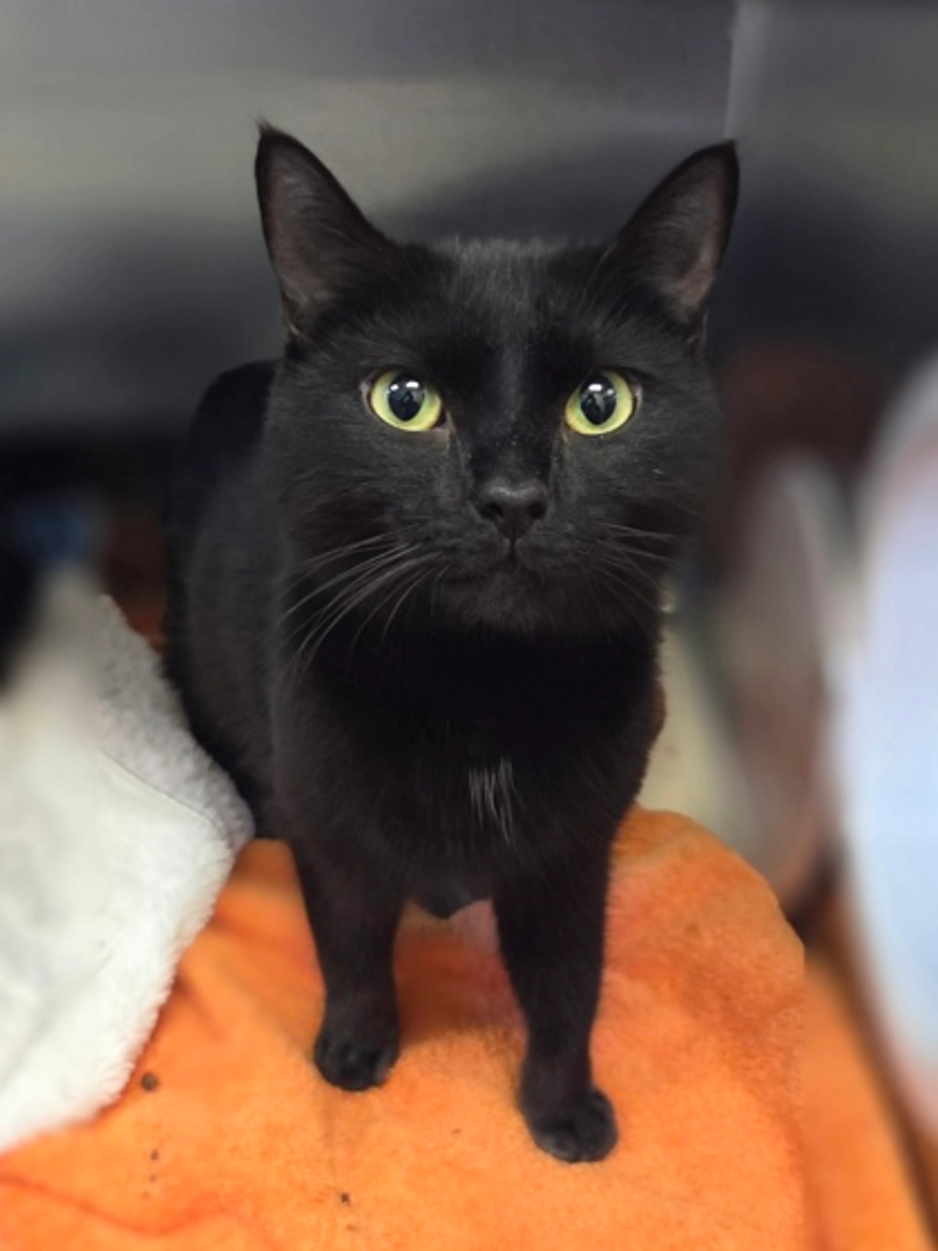 Found pet-2