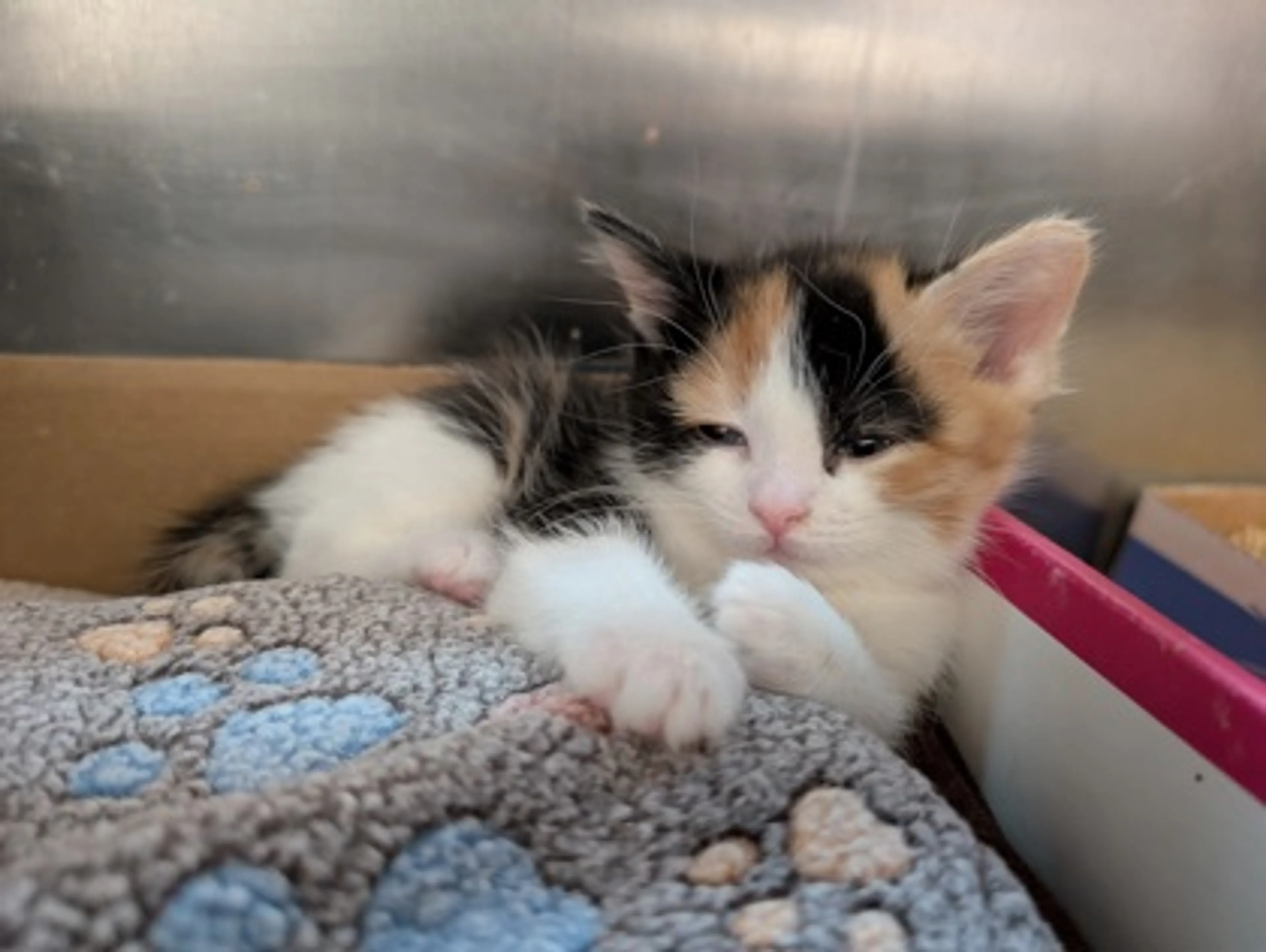 Found pet-1