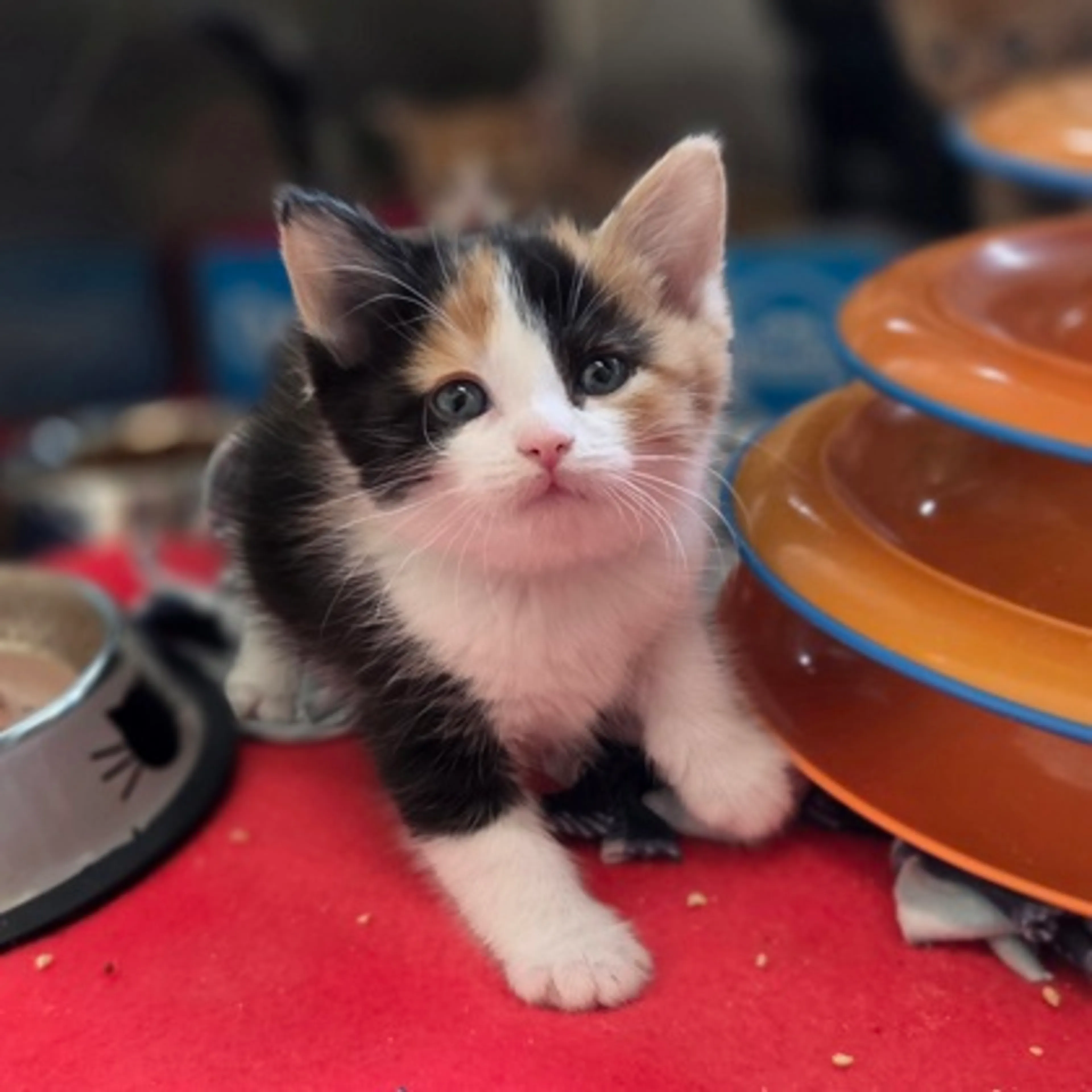 Found pet-0