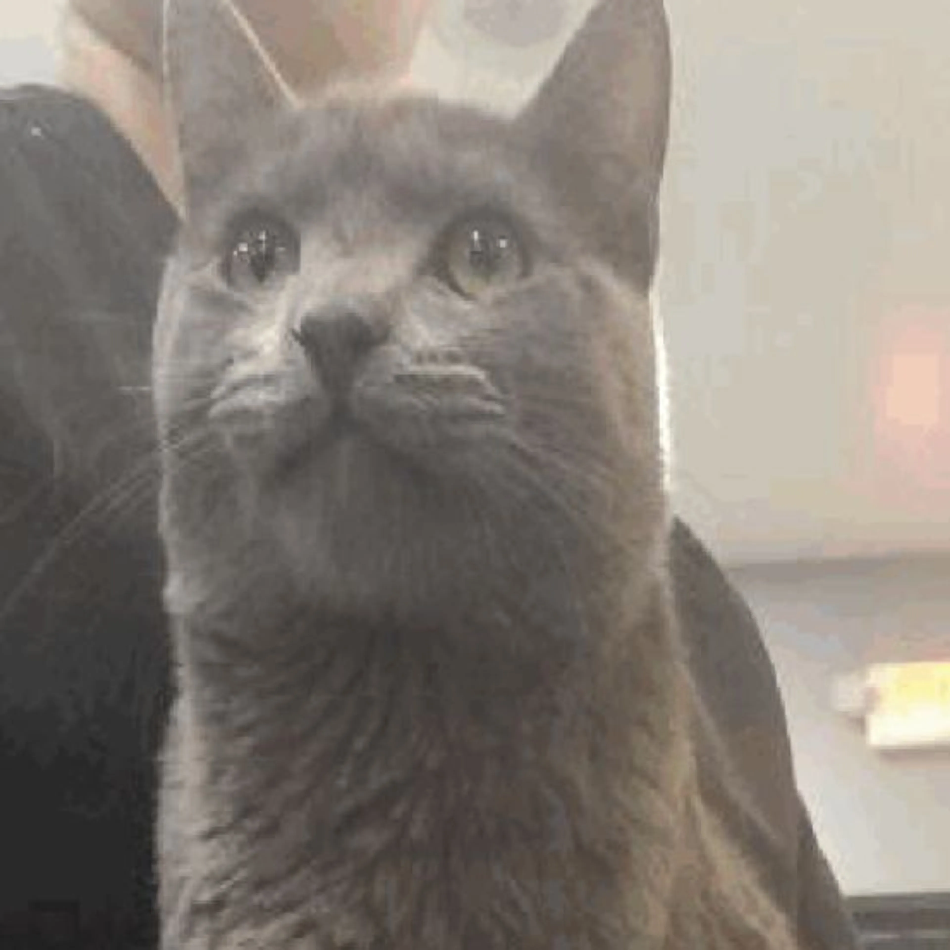 Lost pet