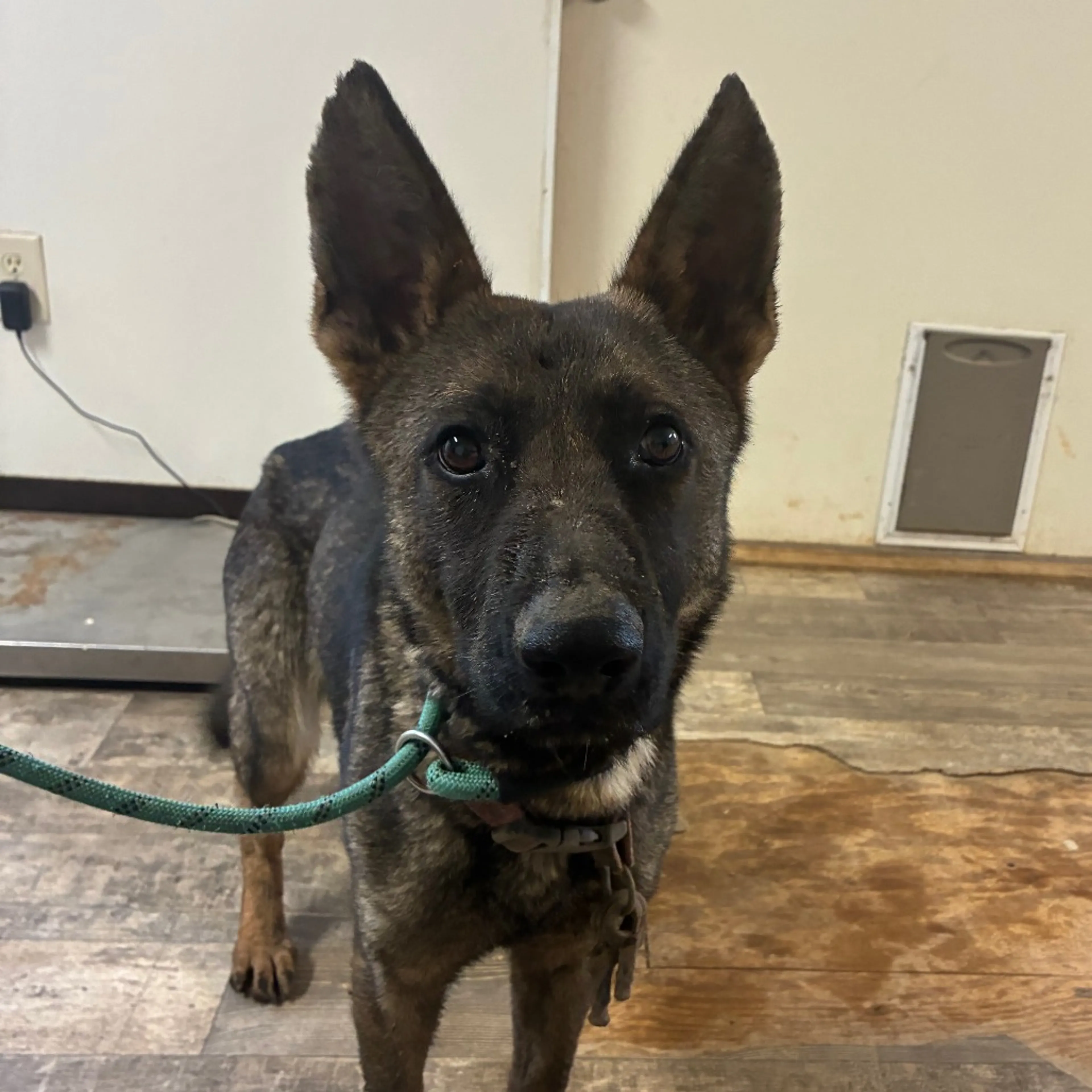 Found pet-1
