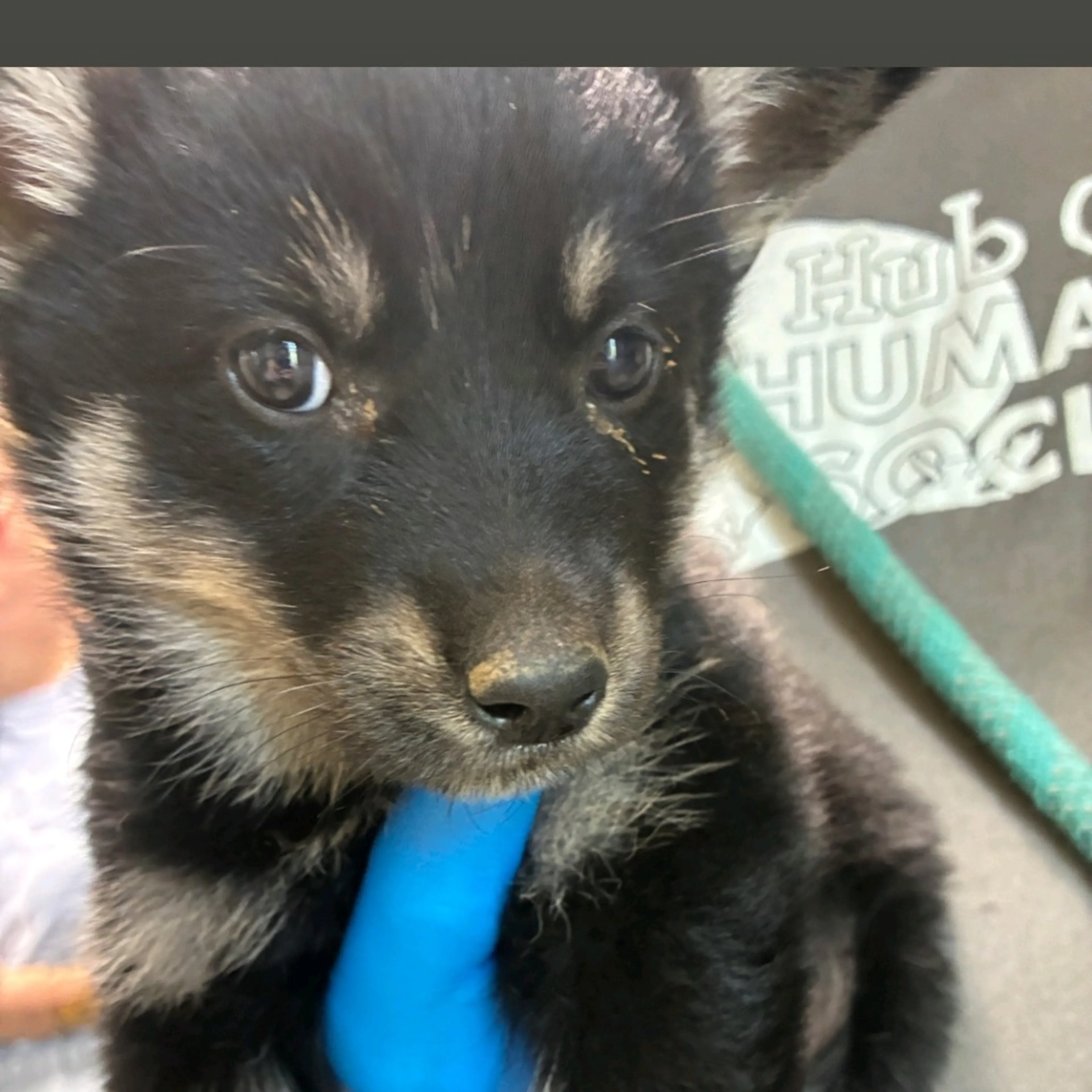 Found pet-1