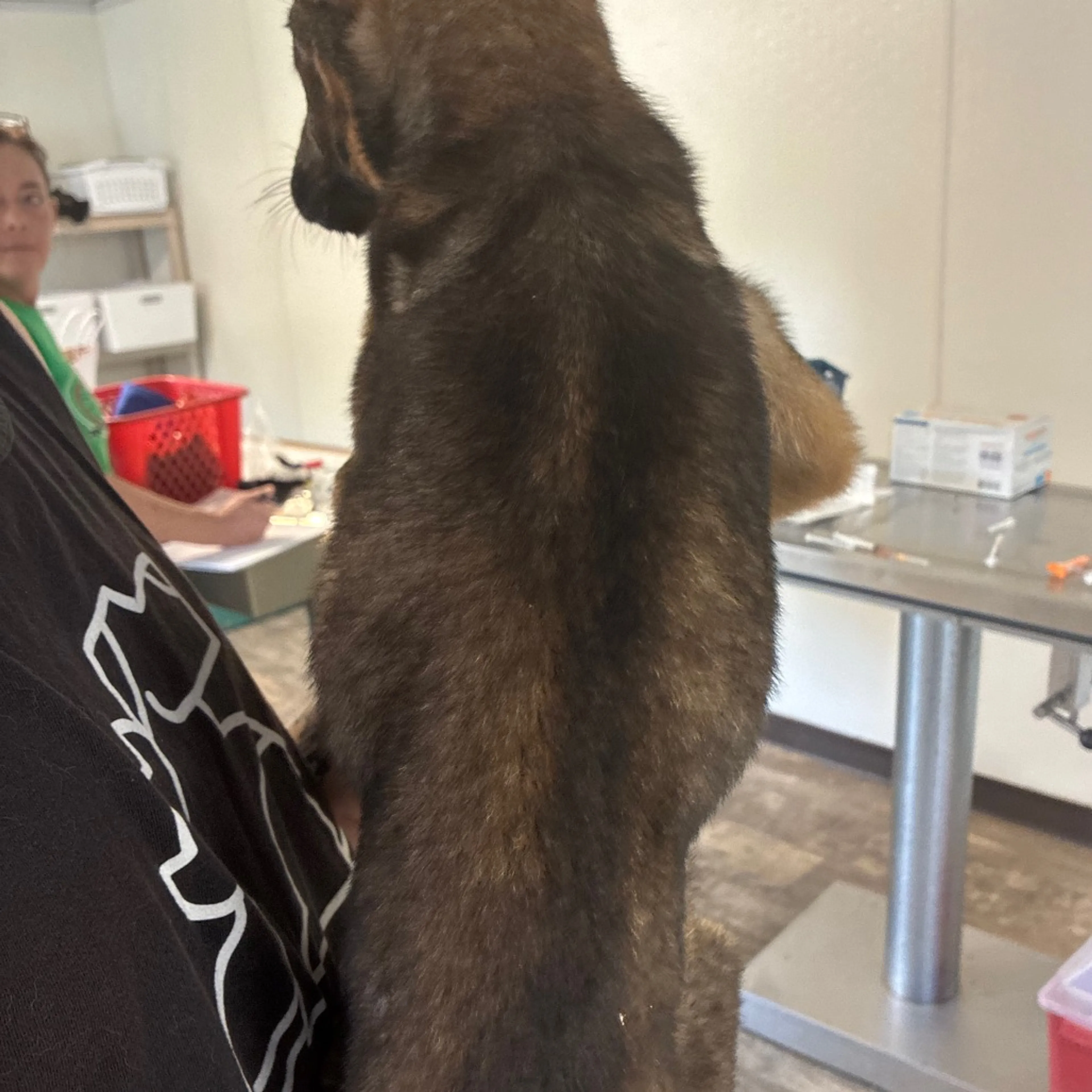 Found pet-2
