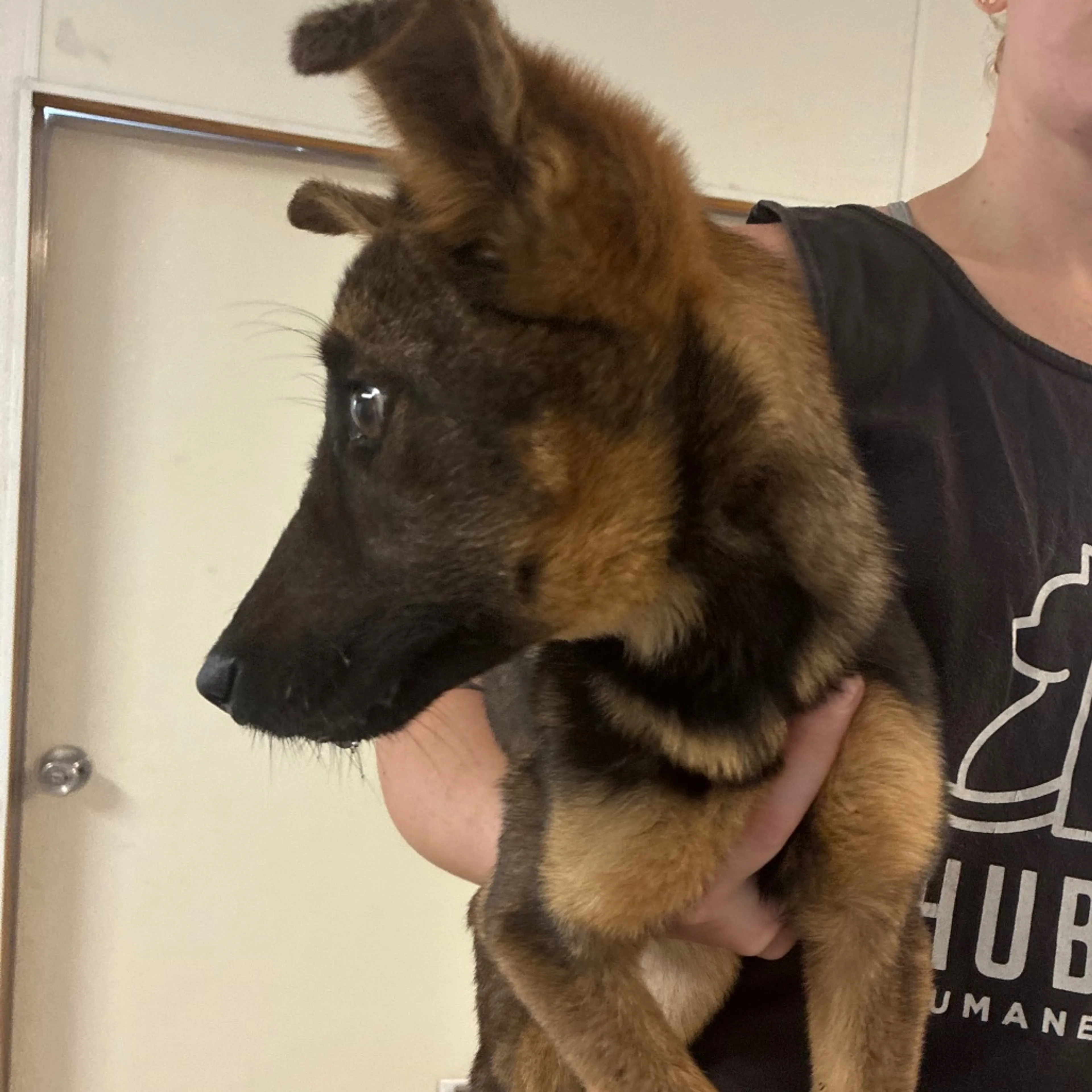 Found pet-1
