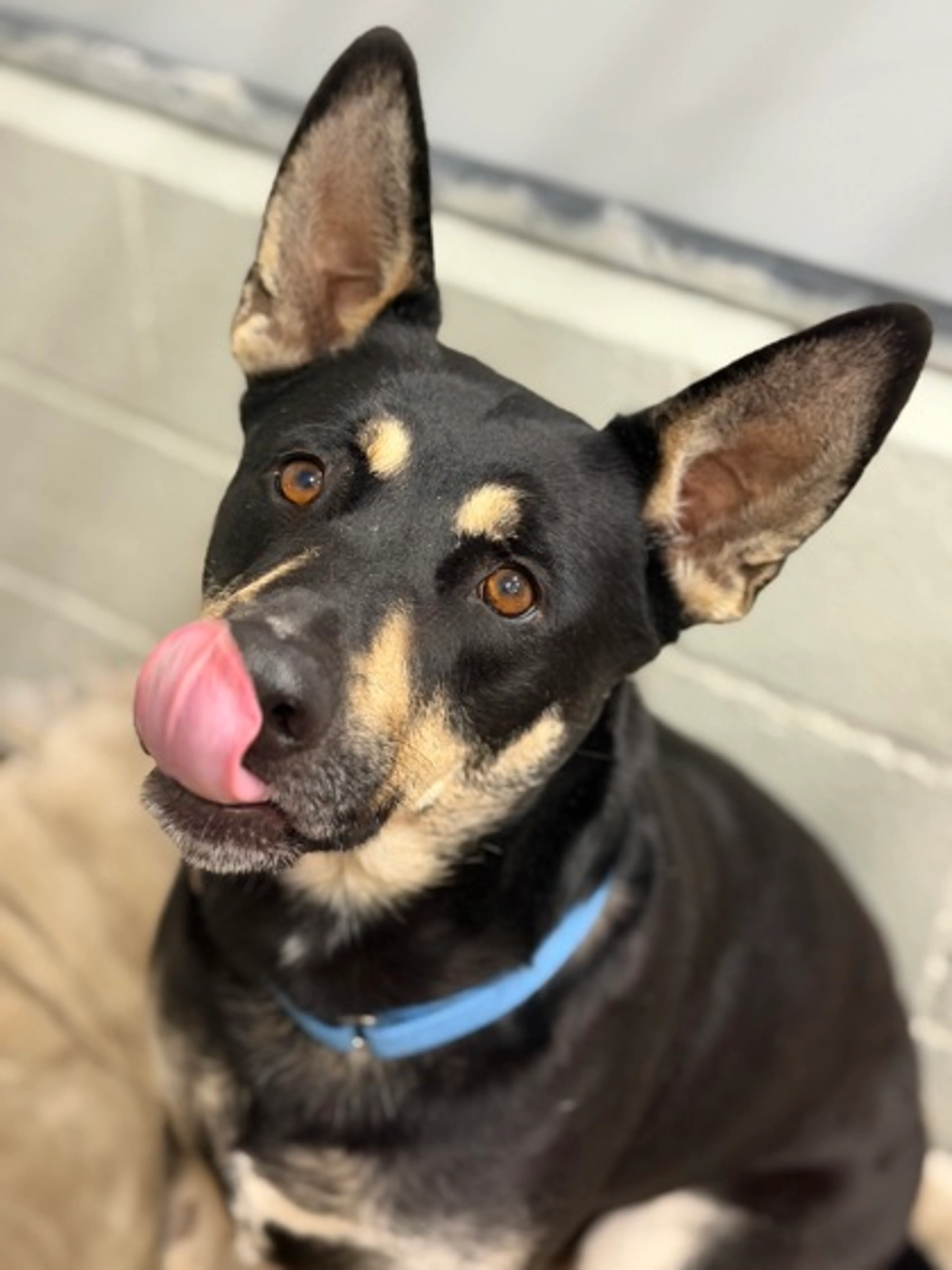 Found pet-2