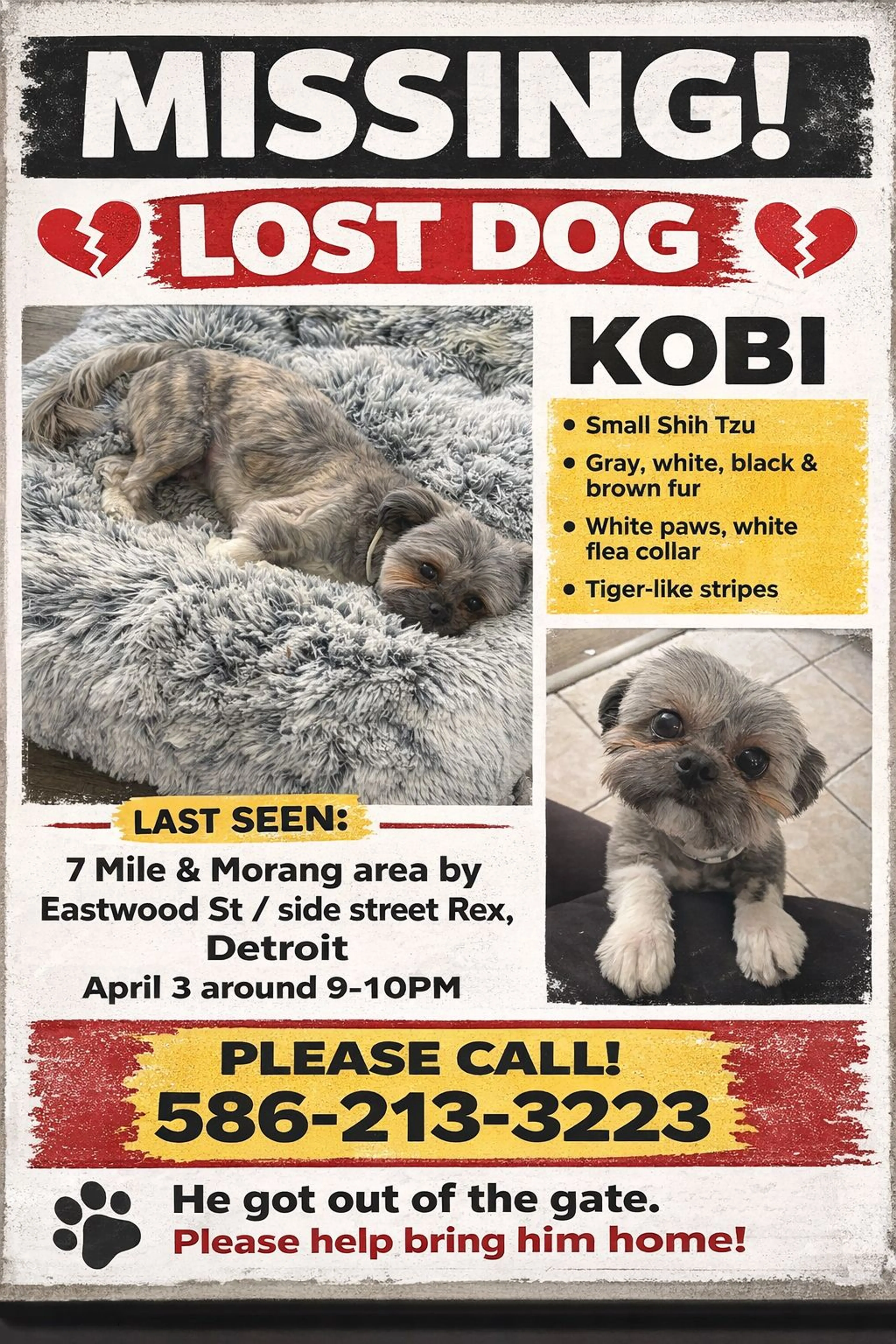 Lost pet-0
