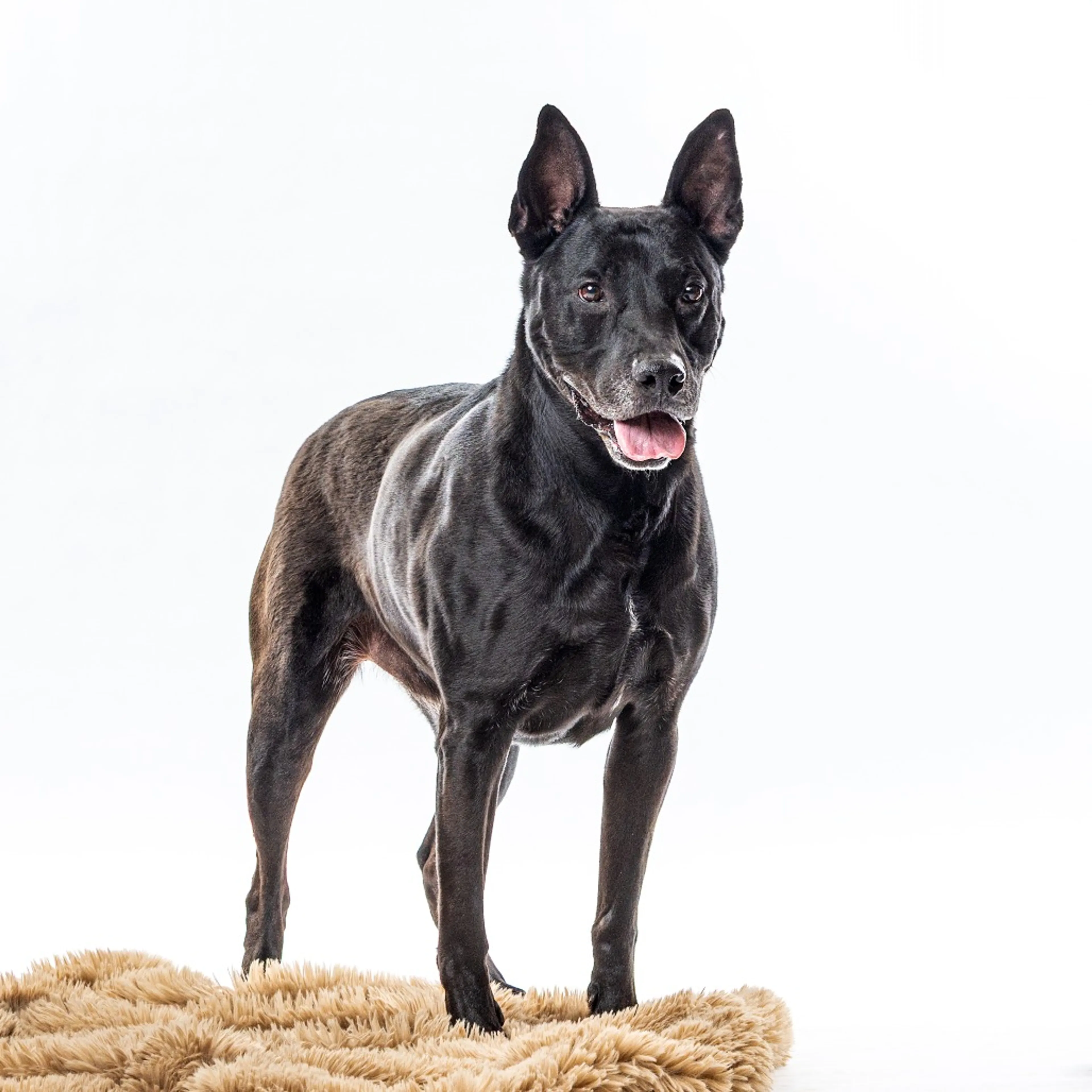 Found pet-4