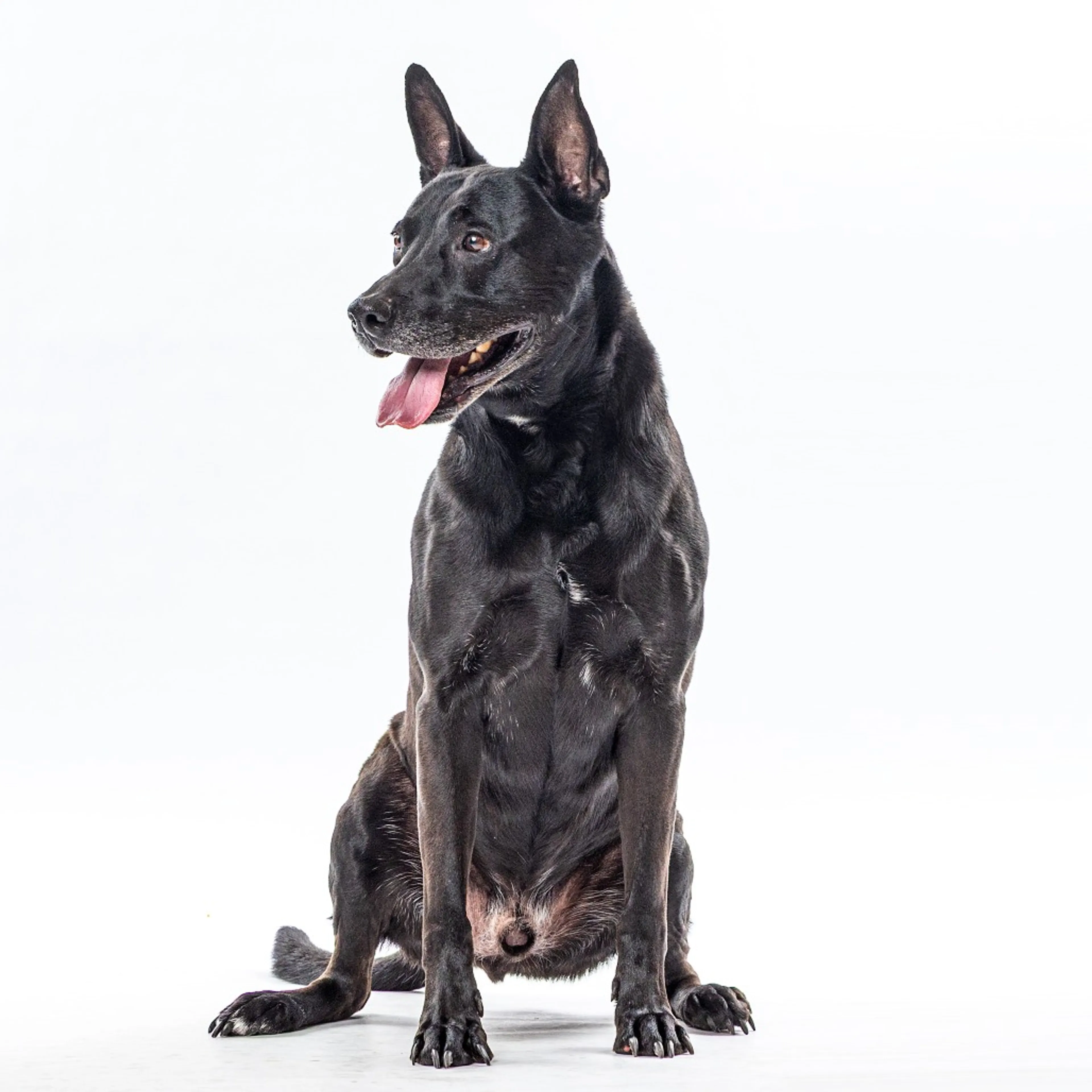 Found pet-1