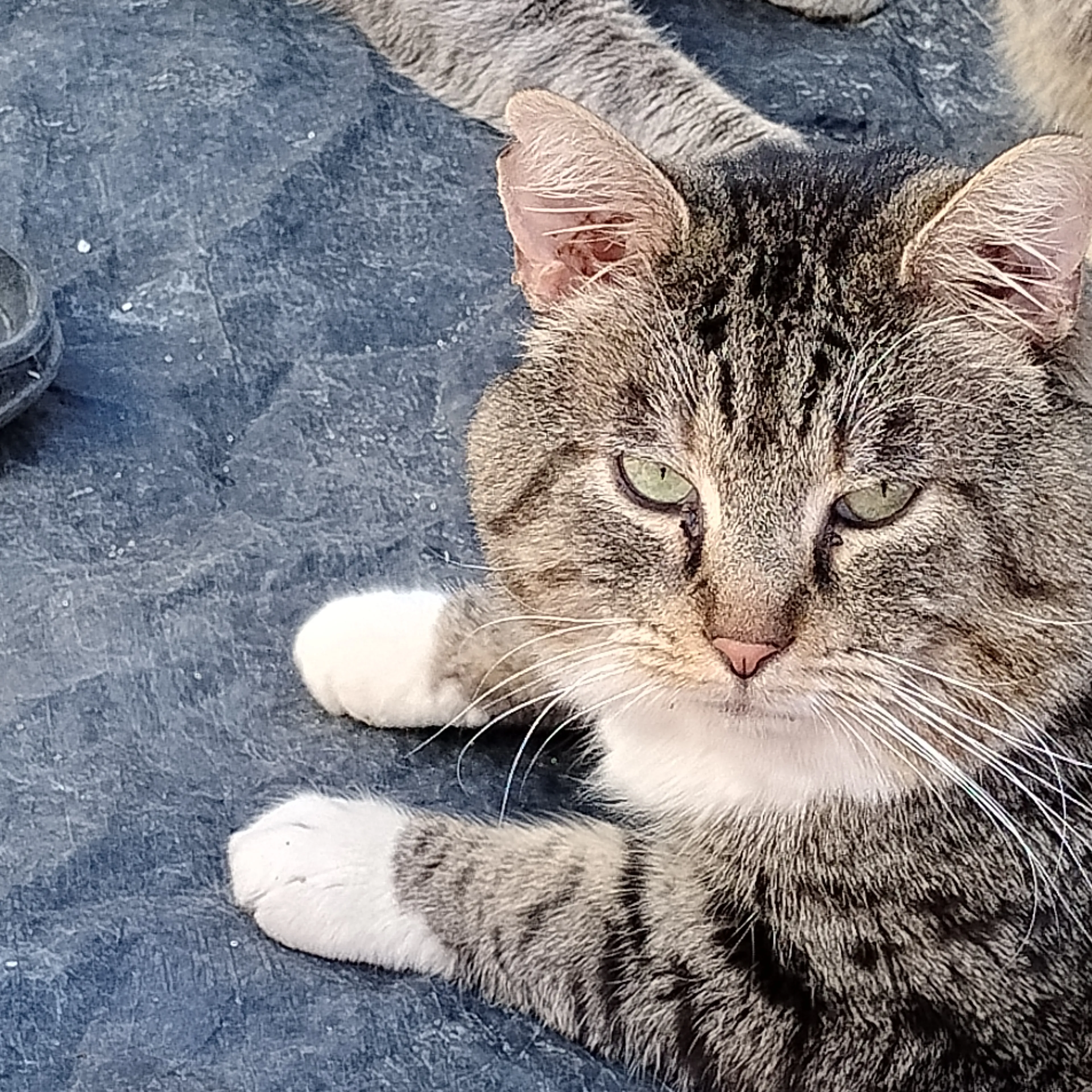 Lost pet-2