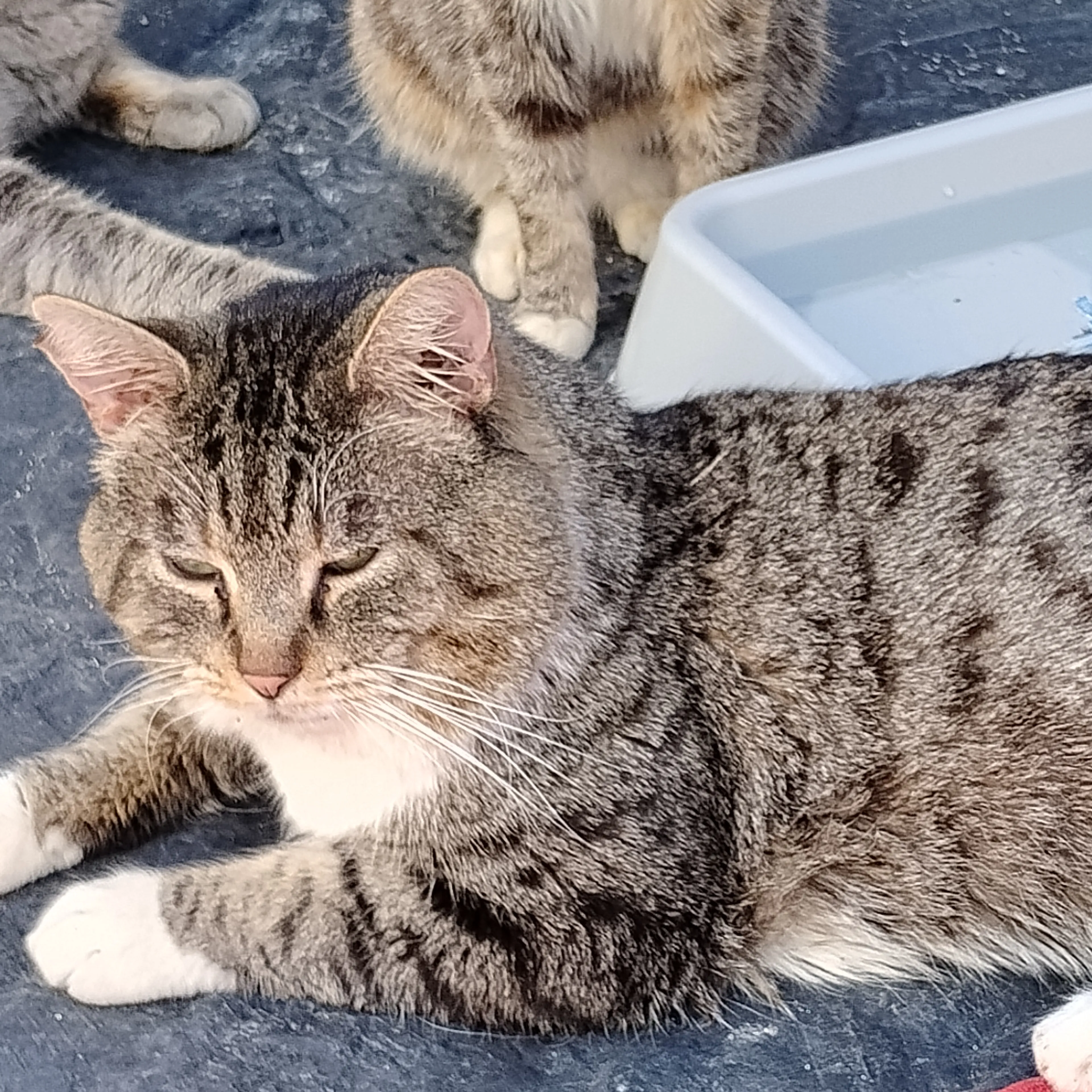 Lost pet-1