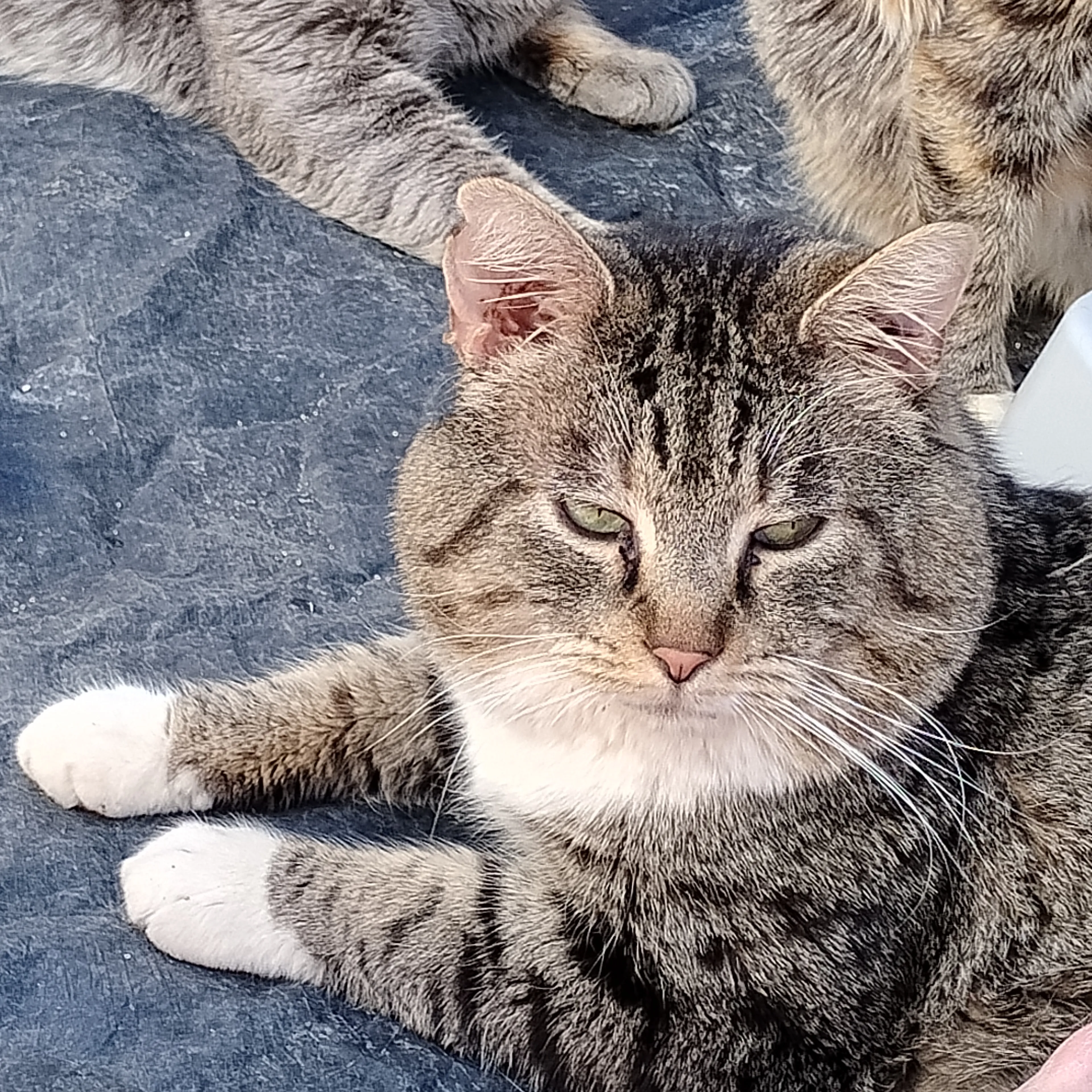 Lost pet-3