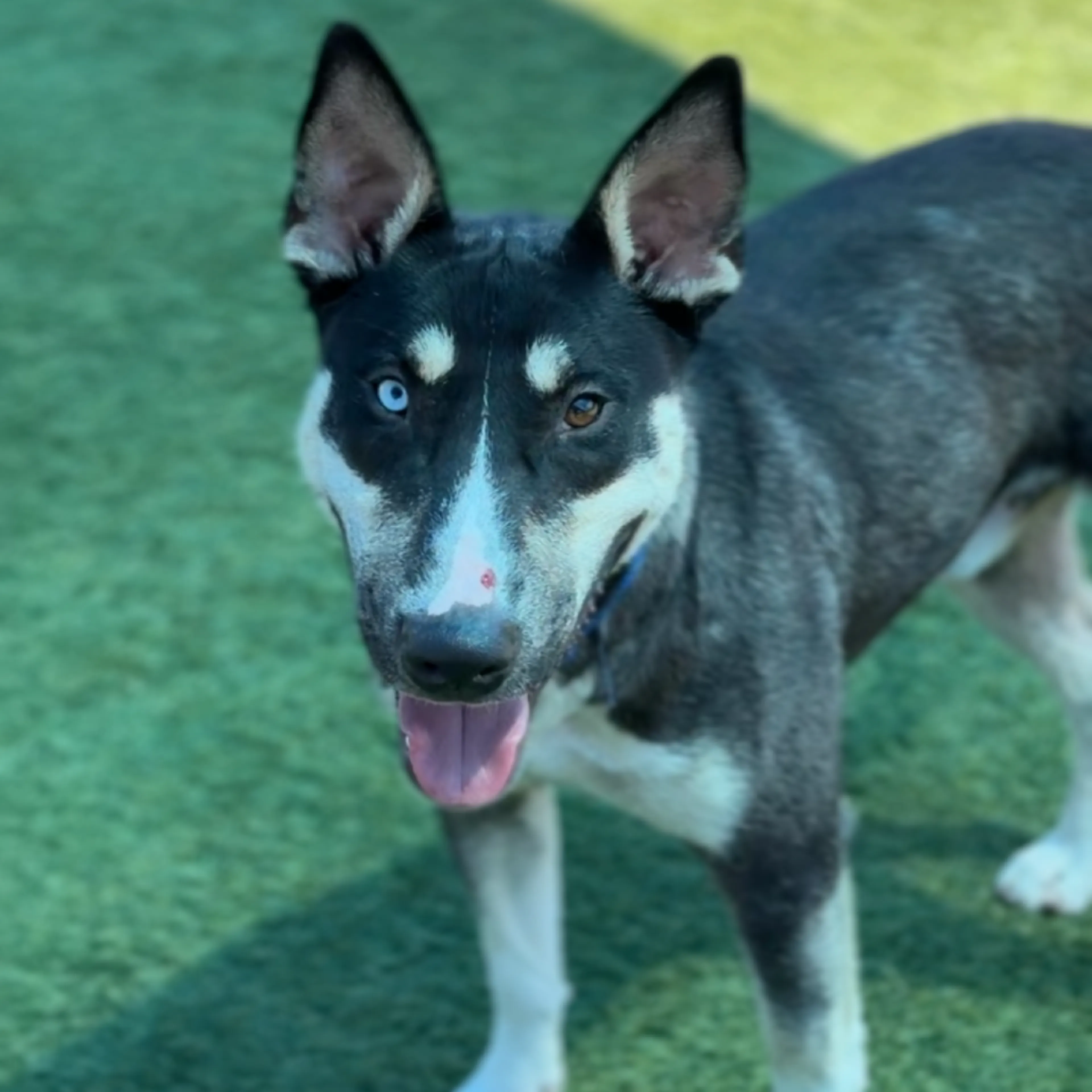 Found pet-6
