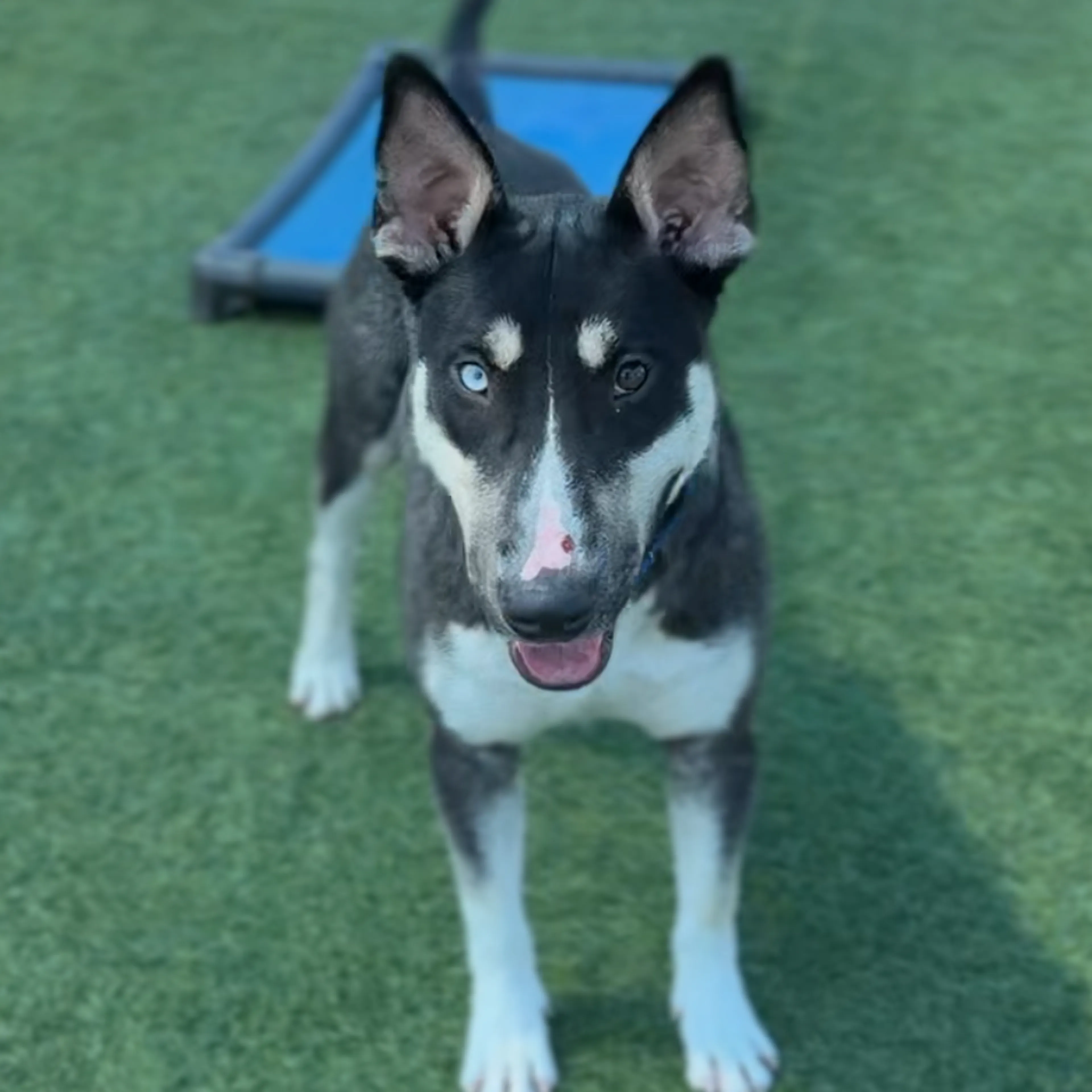 Found pet-5