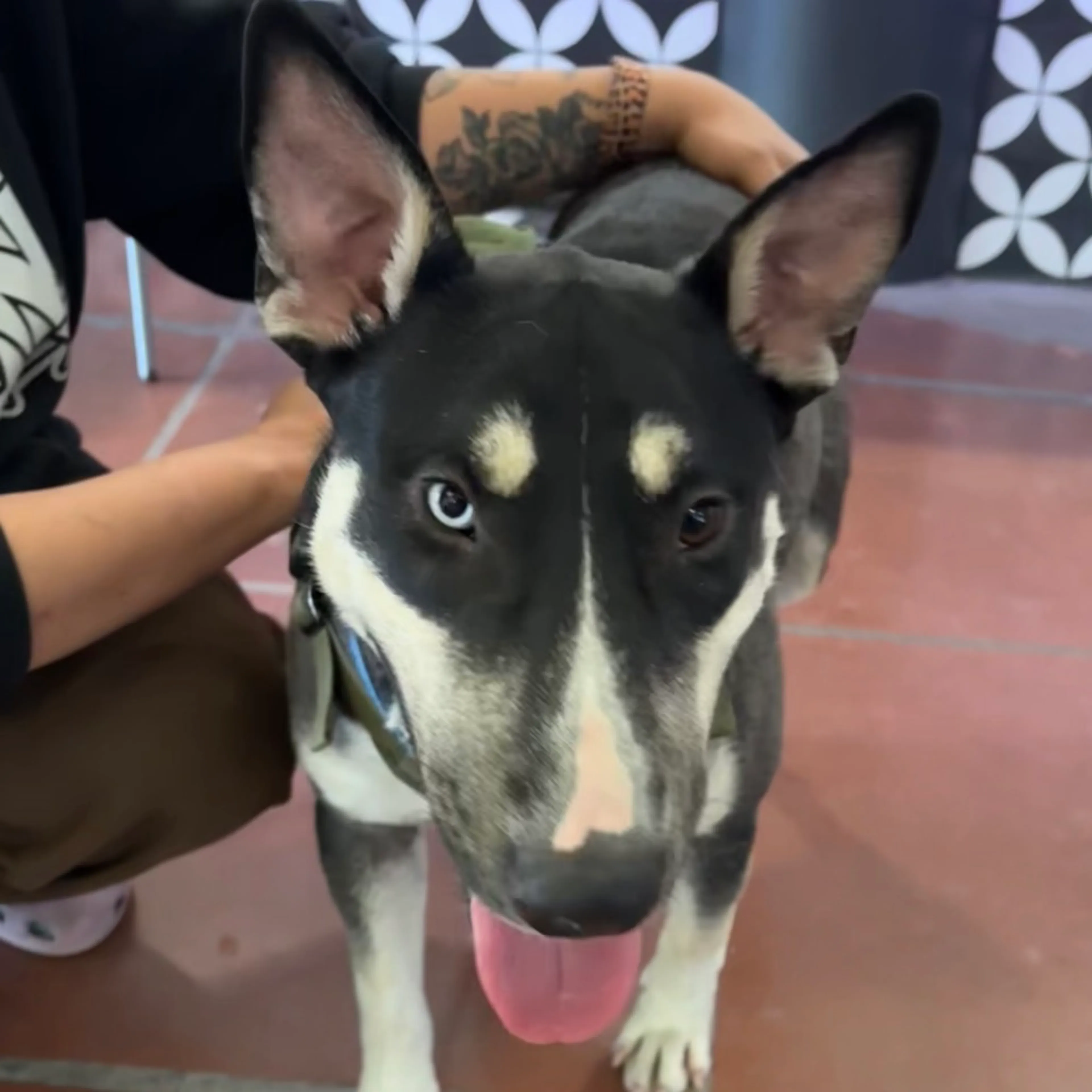 Found pet-1