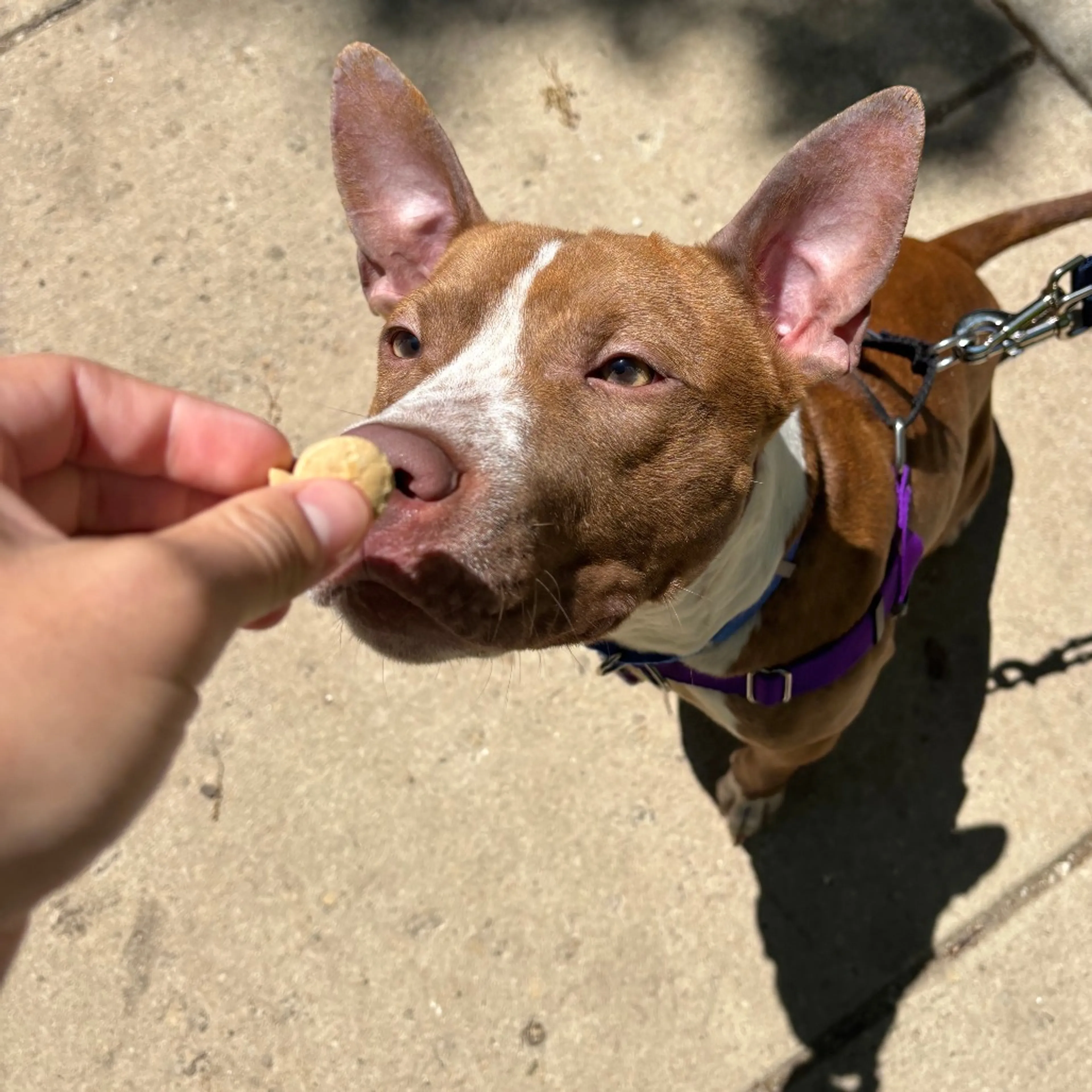 Found pet-4