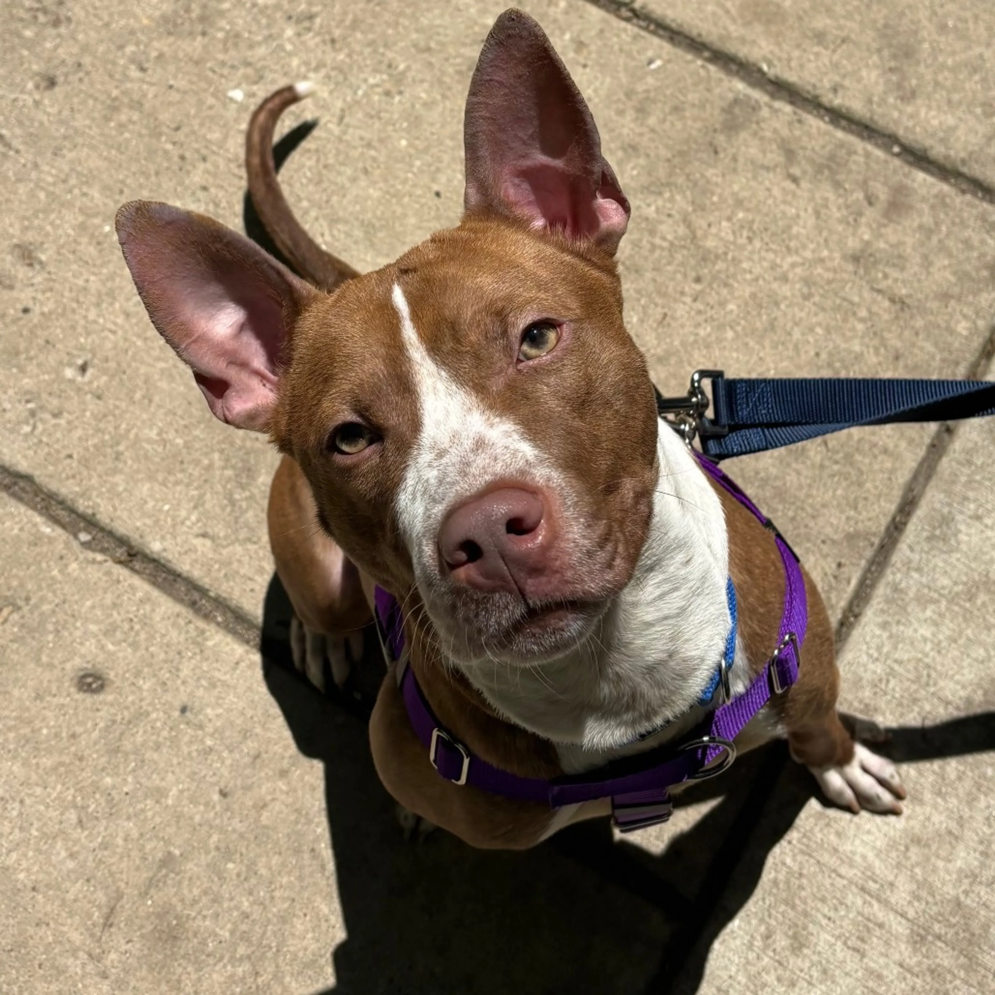 Found pet-3