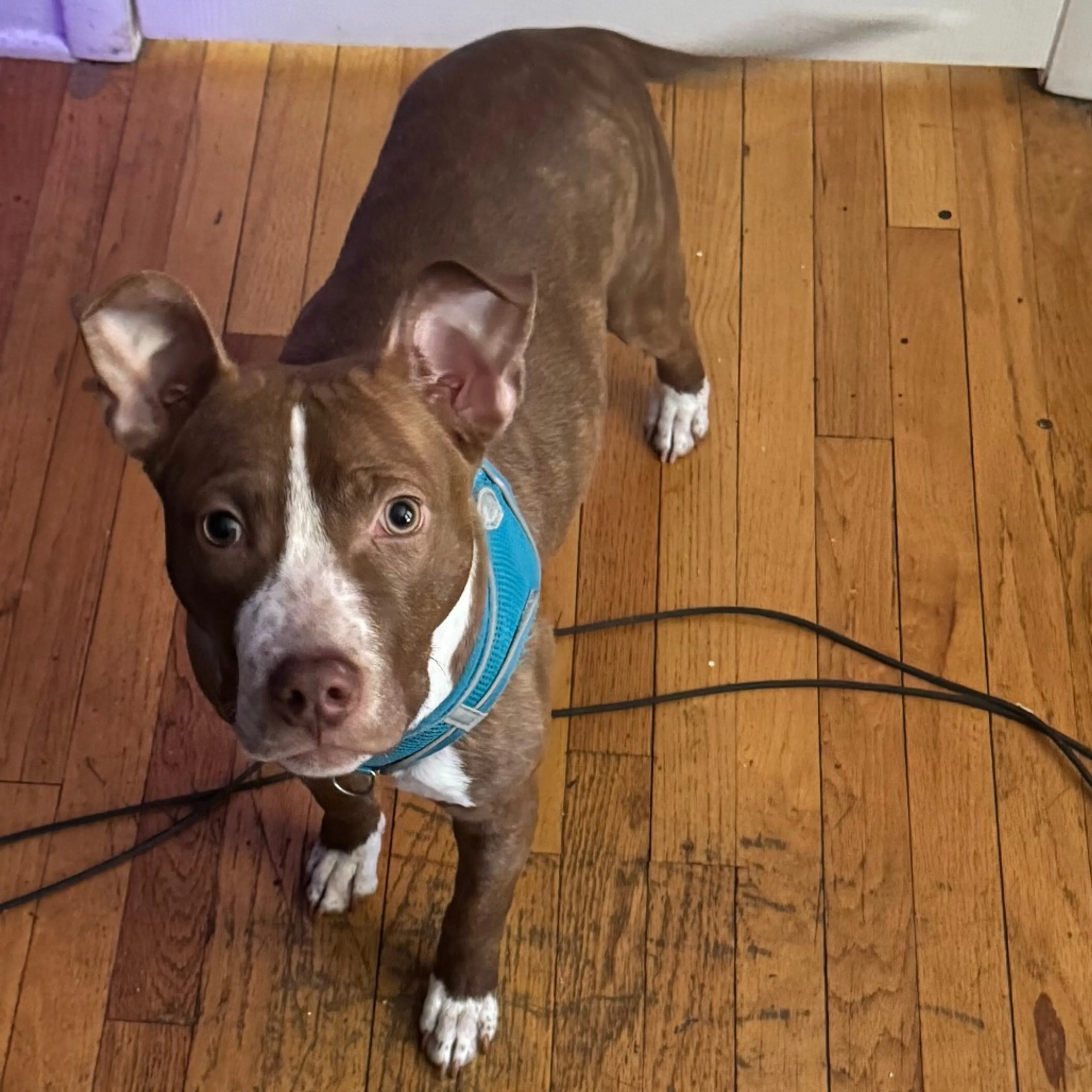 Found pet-2