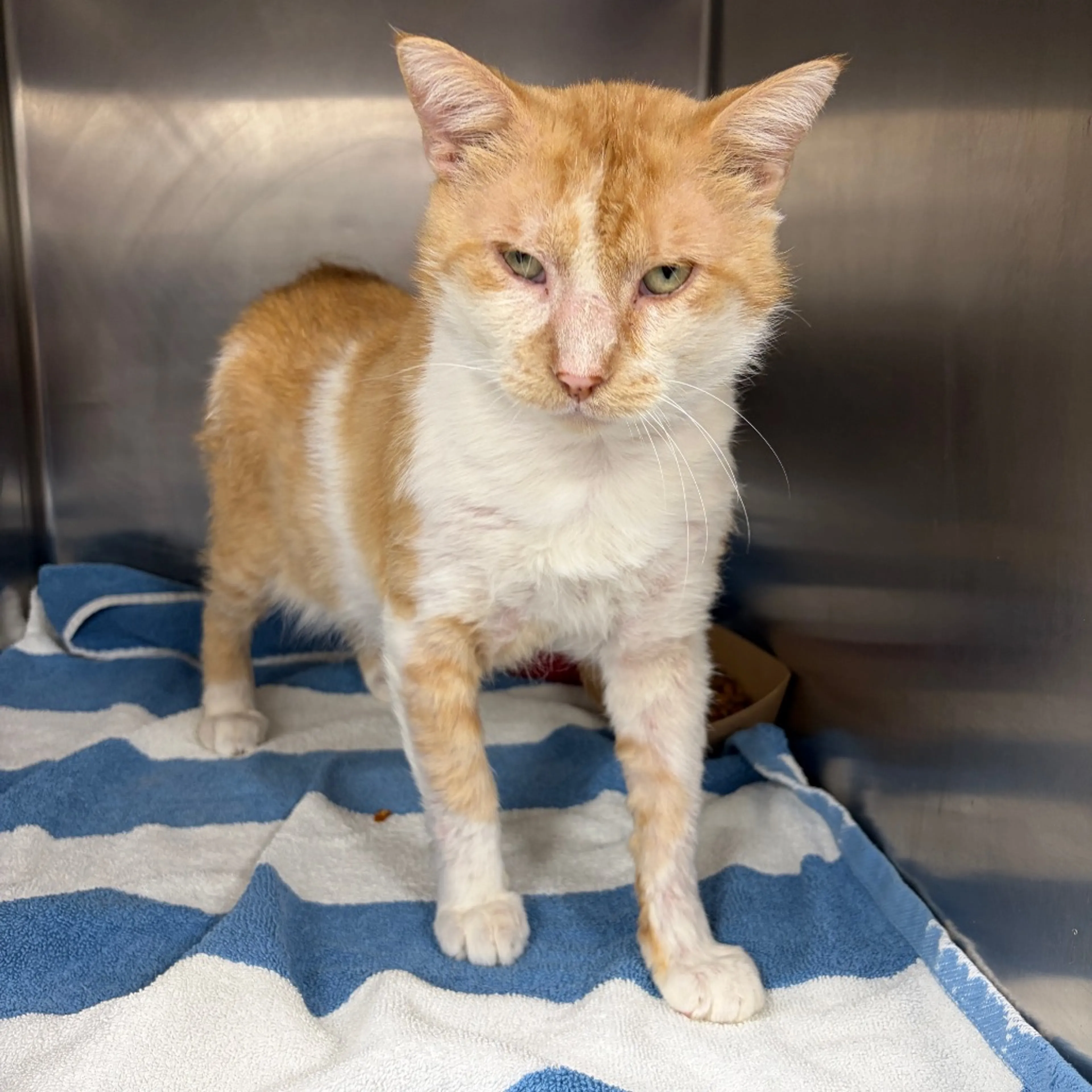 Found pet-7